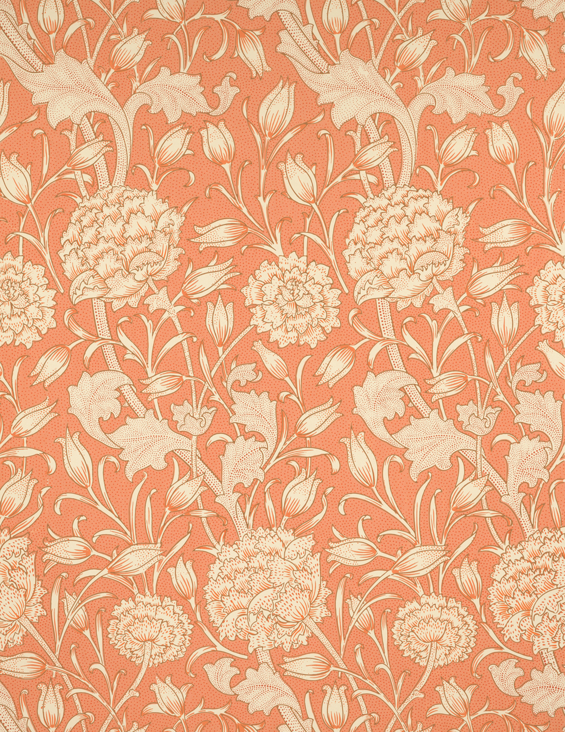 Wild Tulip, 1884