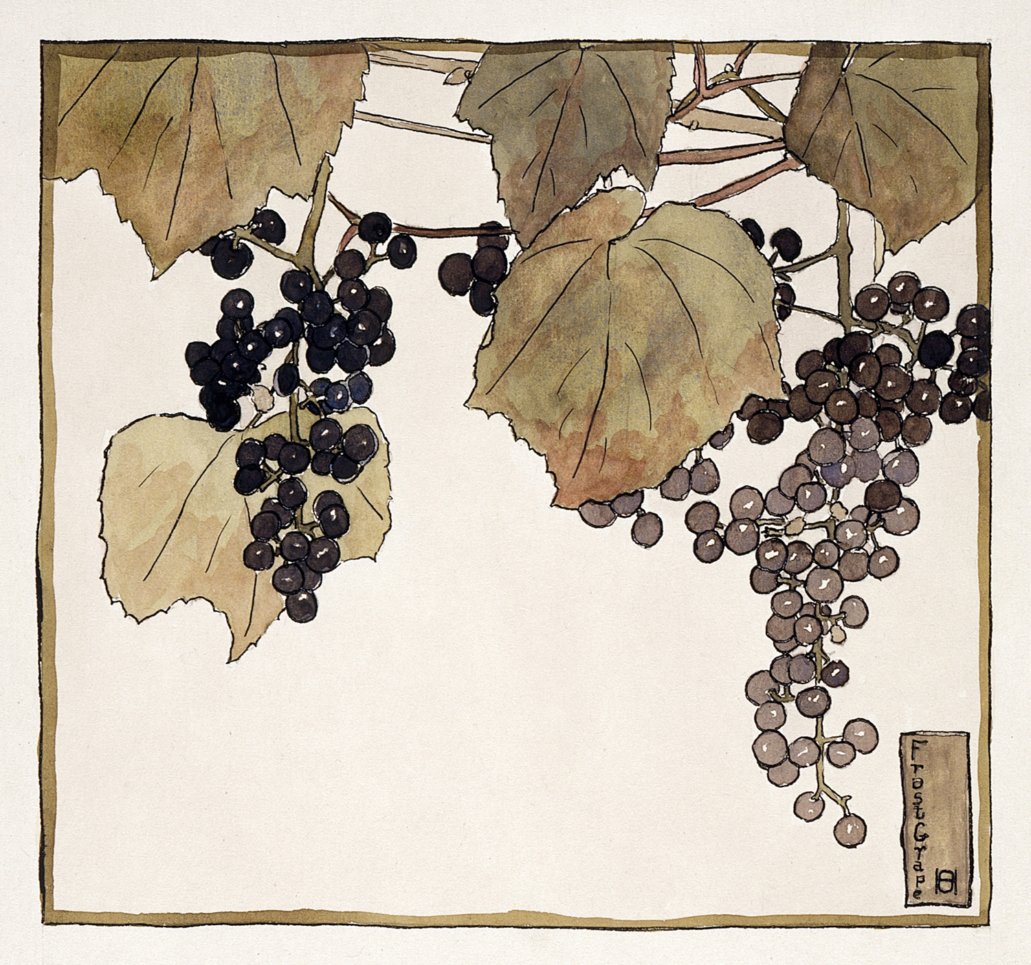 Frost Grape, 1915