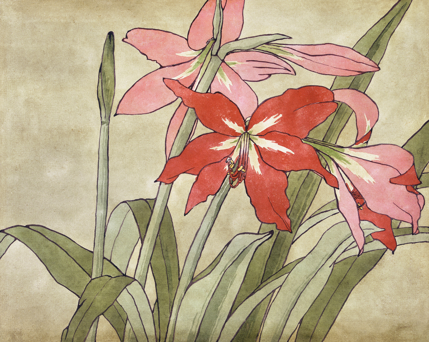 Amaryllis, 1915