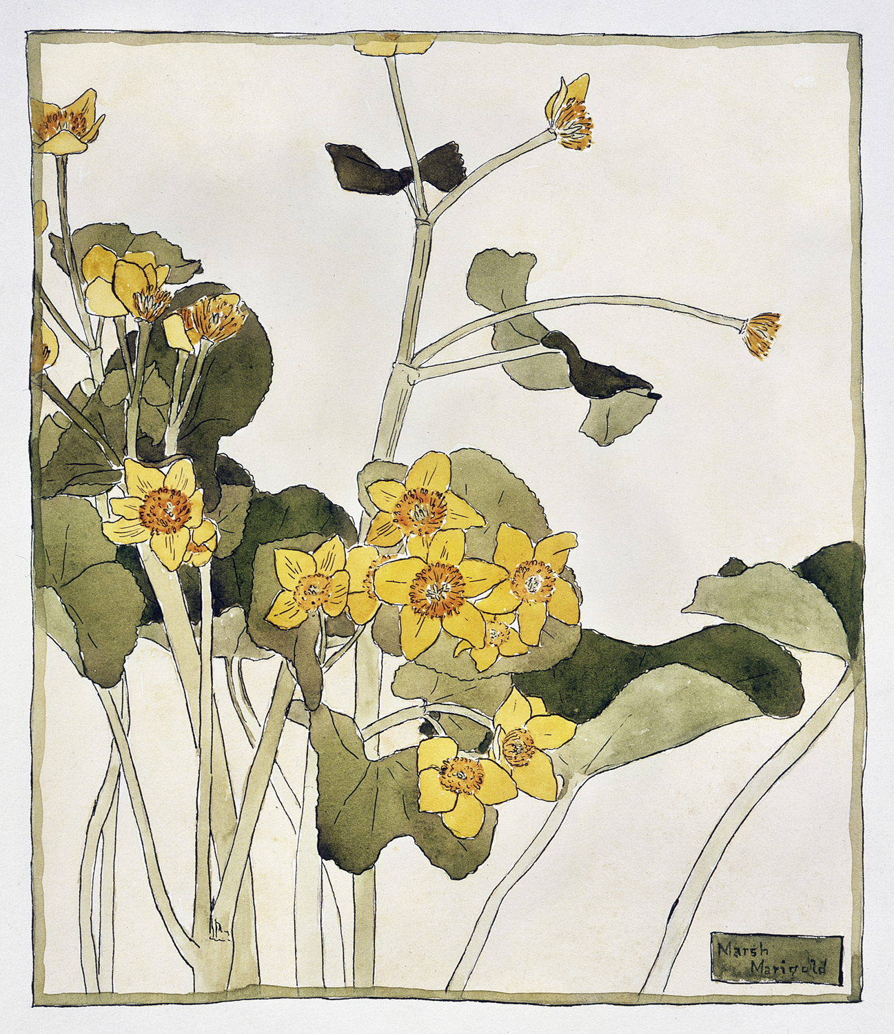Marsh Marigold, 1915
