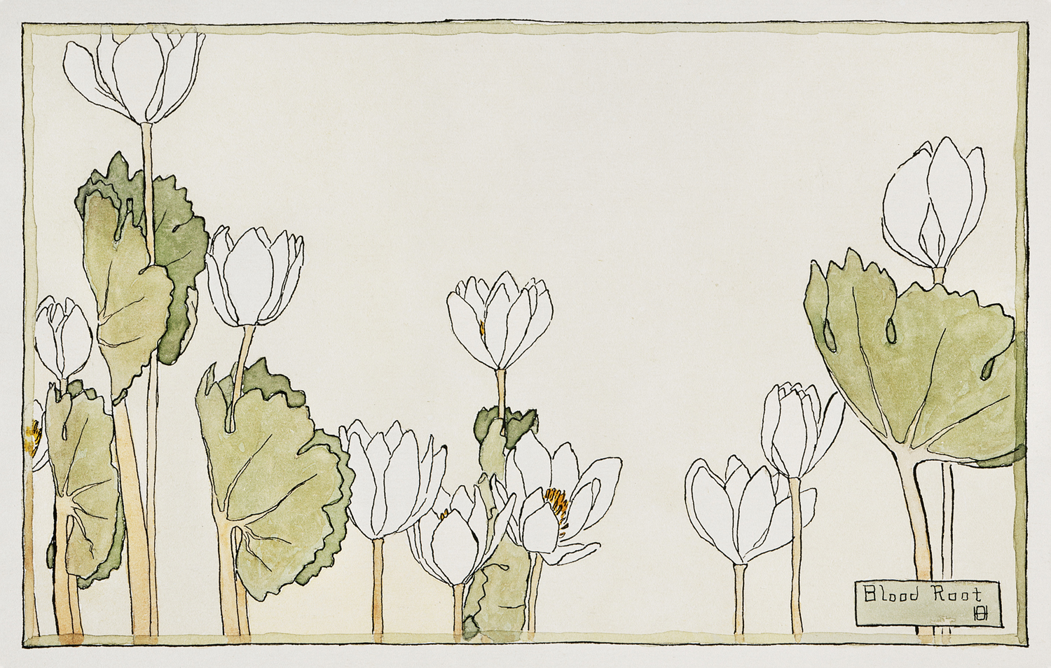Blood Root, 1915