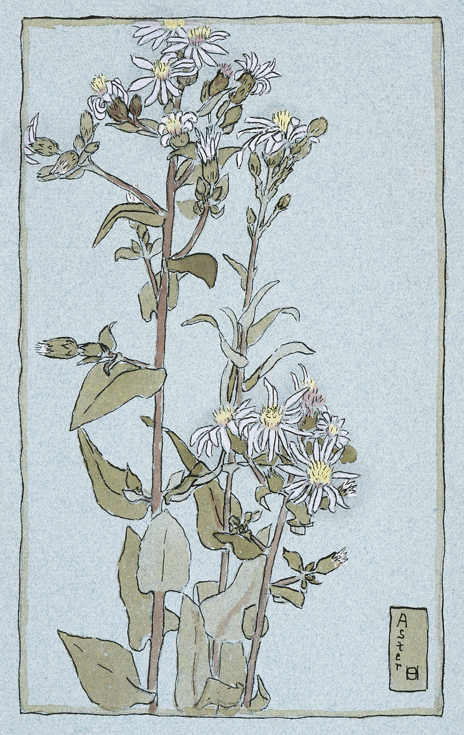 Aster on Green Ground, 1915