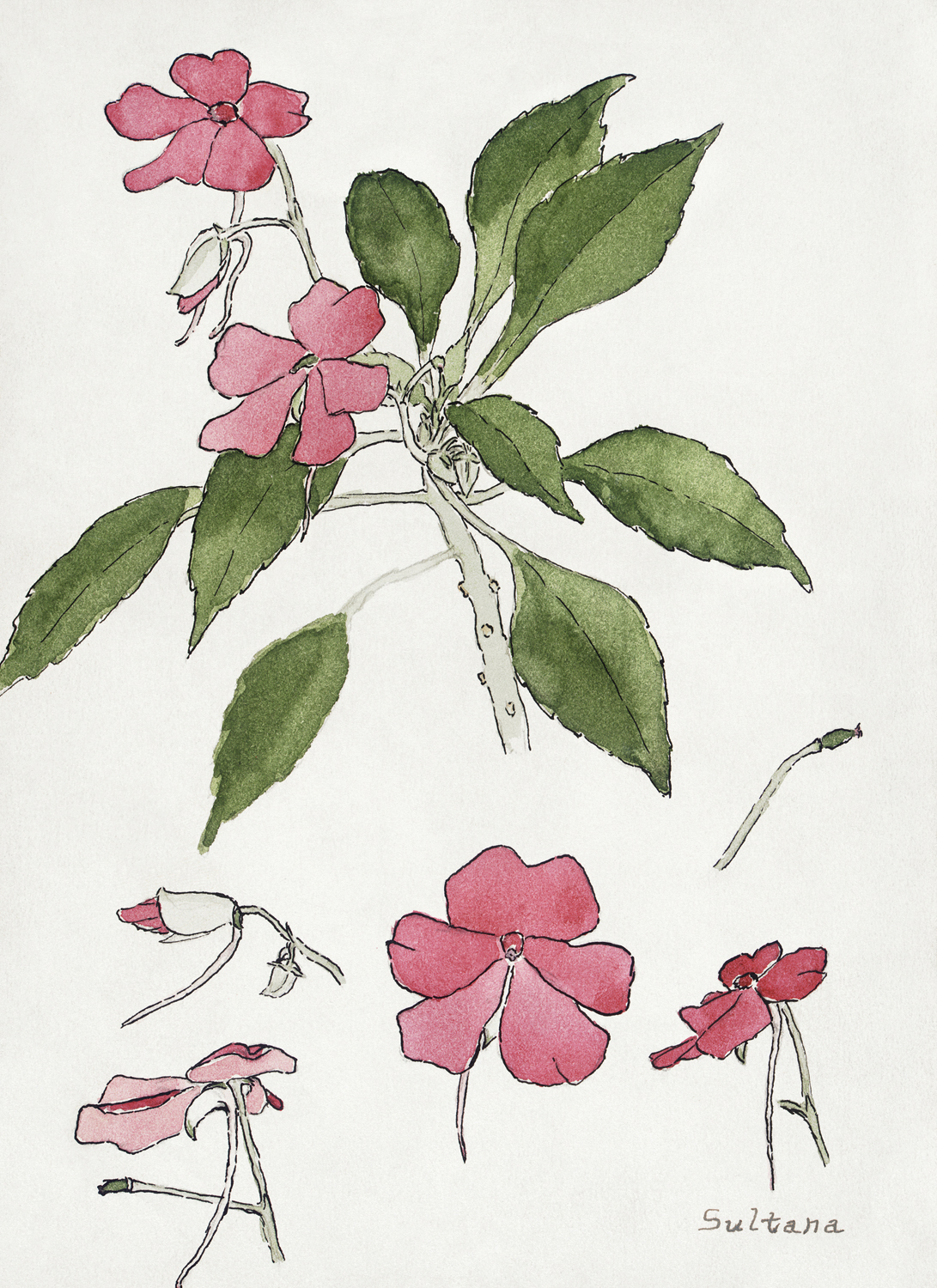 Sultana, 1915