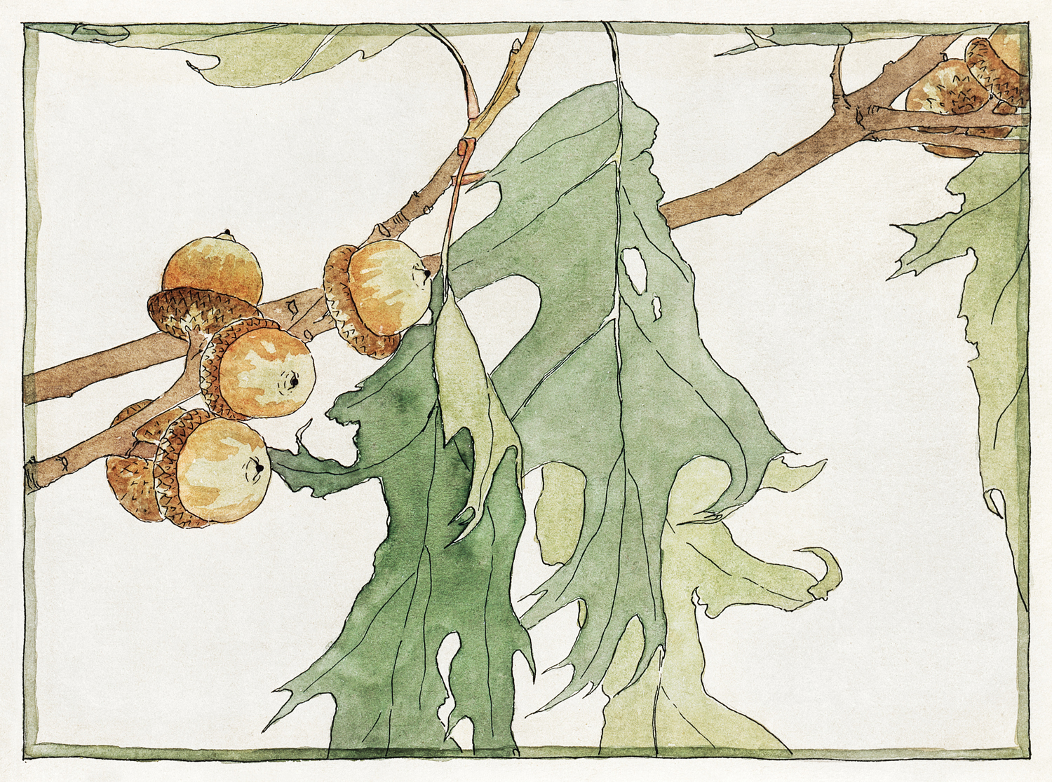 Oak - Acorns, 1915