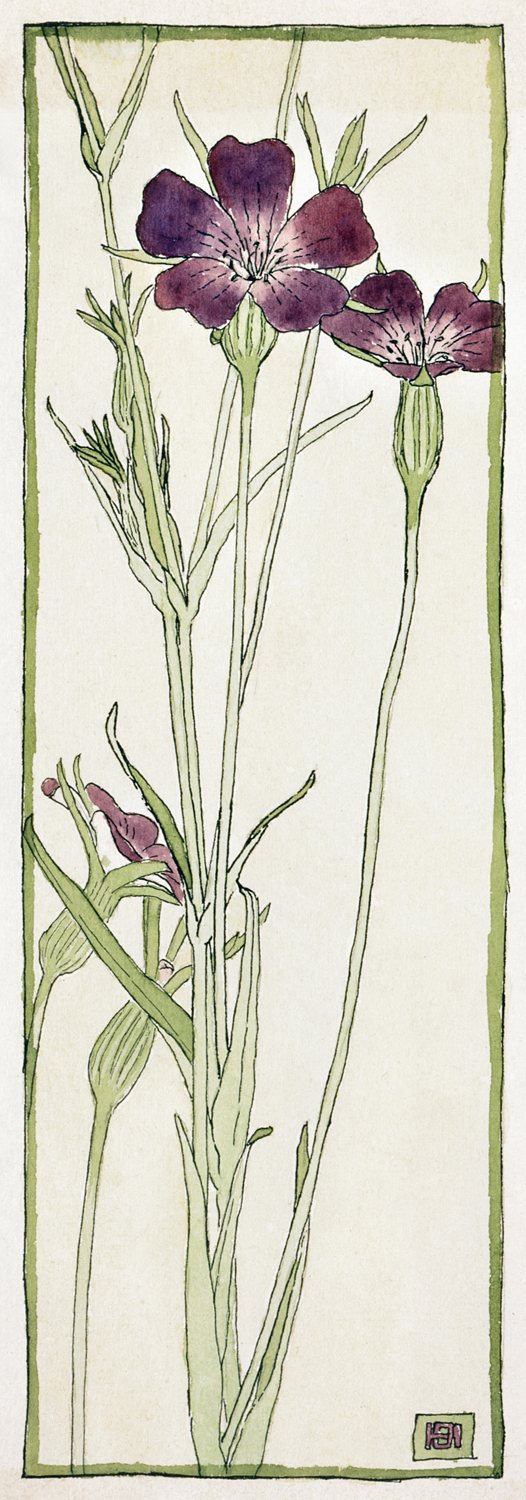 Corn Cockle, 1915