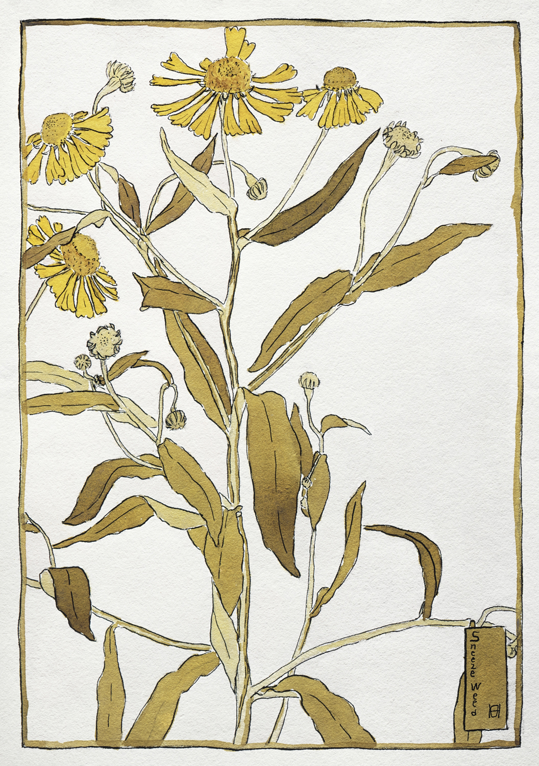 Sneeze Weed, 1915