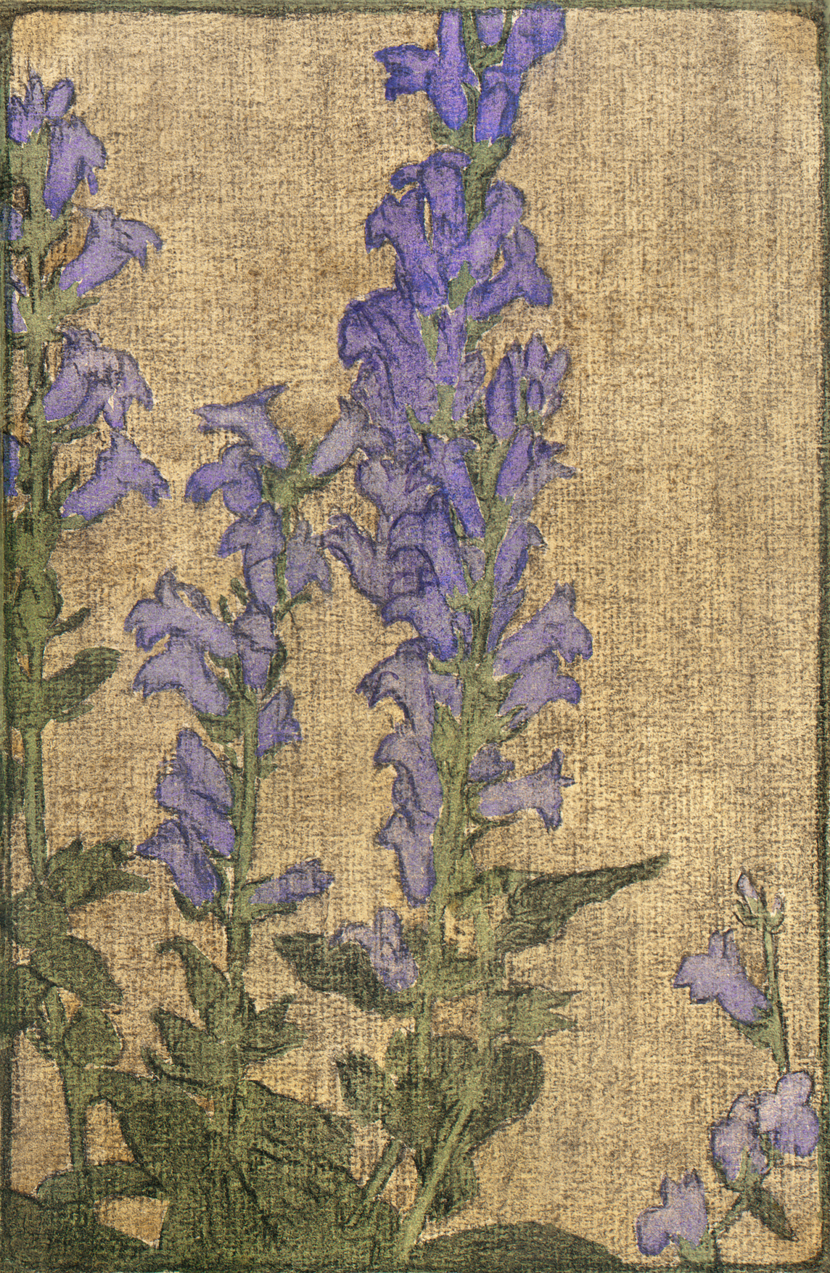 Delphinium, 1915
