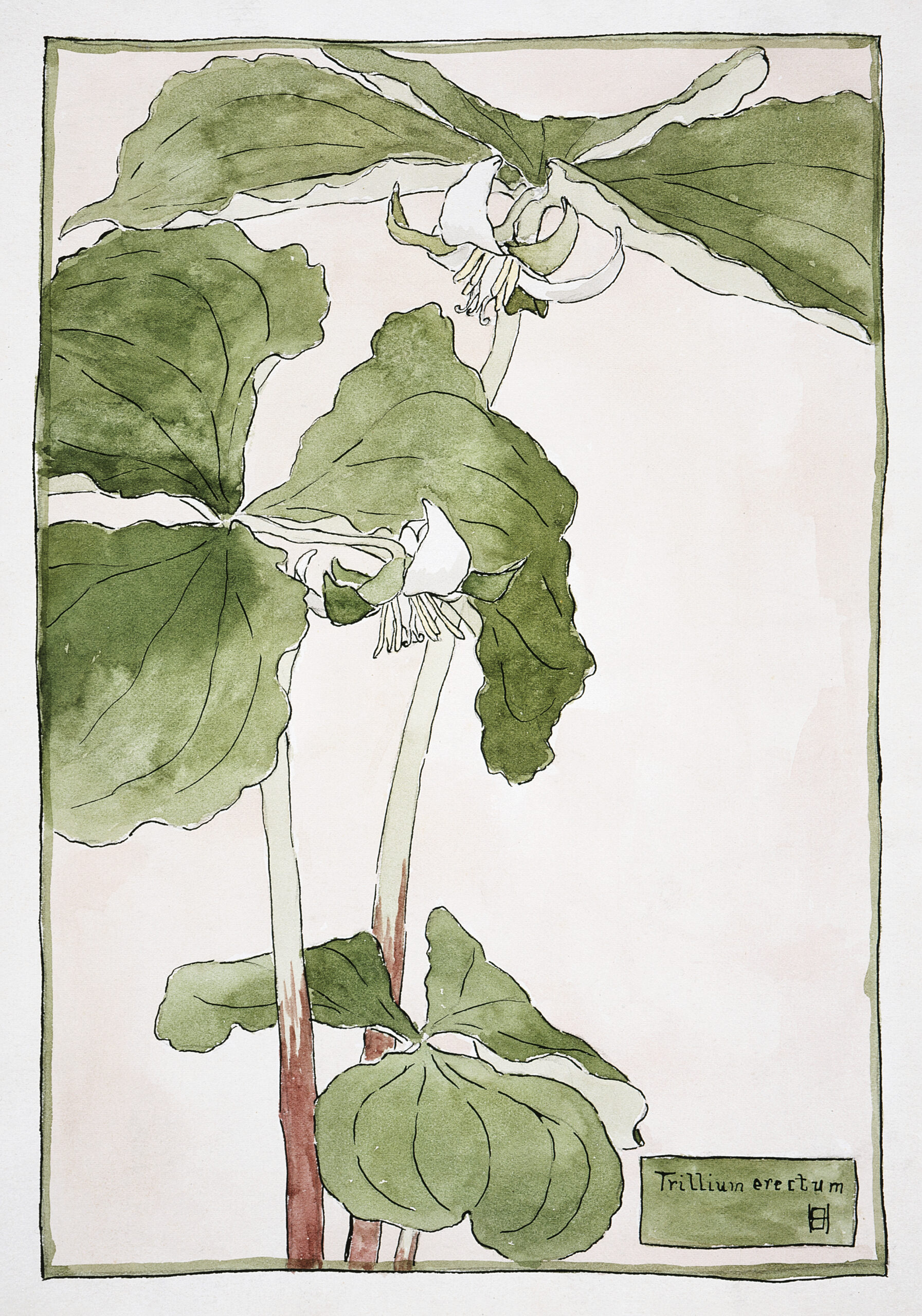 Trillium Erectum, 1915