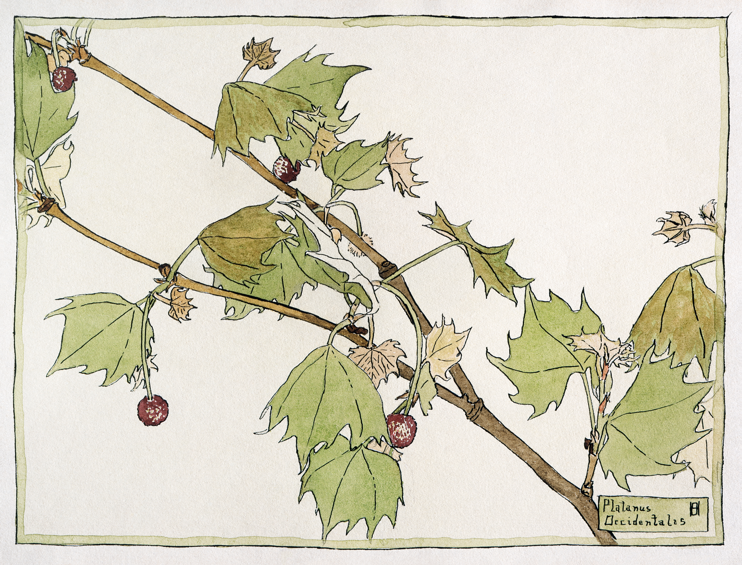 Sycamore, 1915