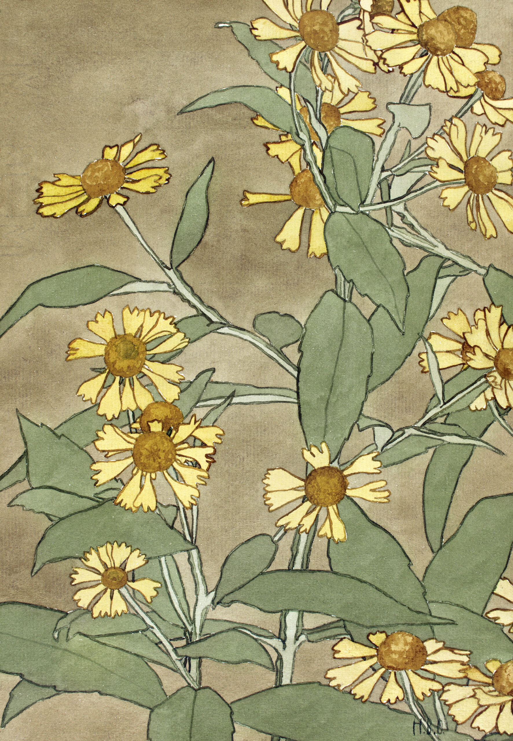 Daisies with Orange Center and Yellow Petals, 1915