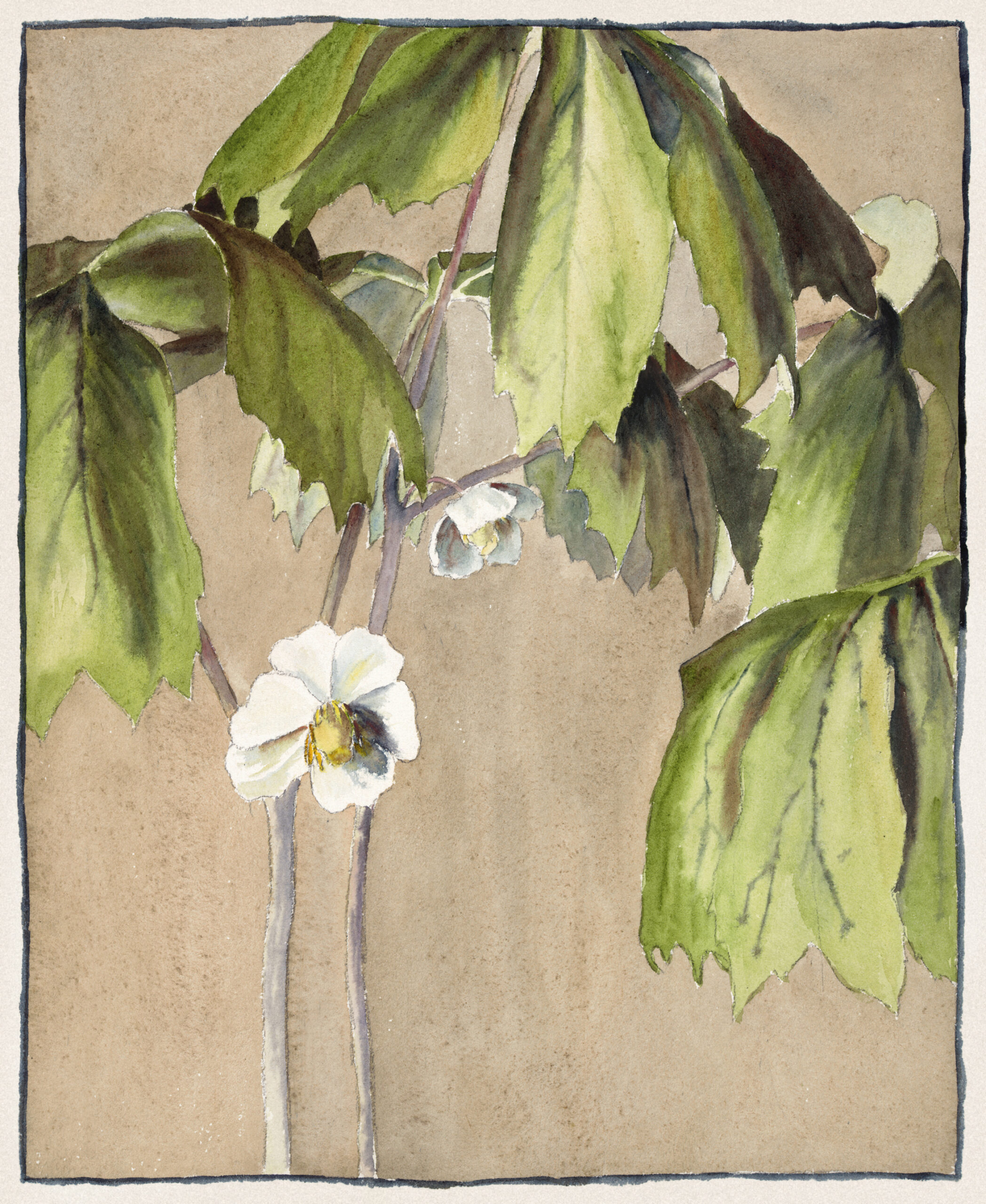 May Apple, 1915