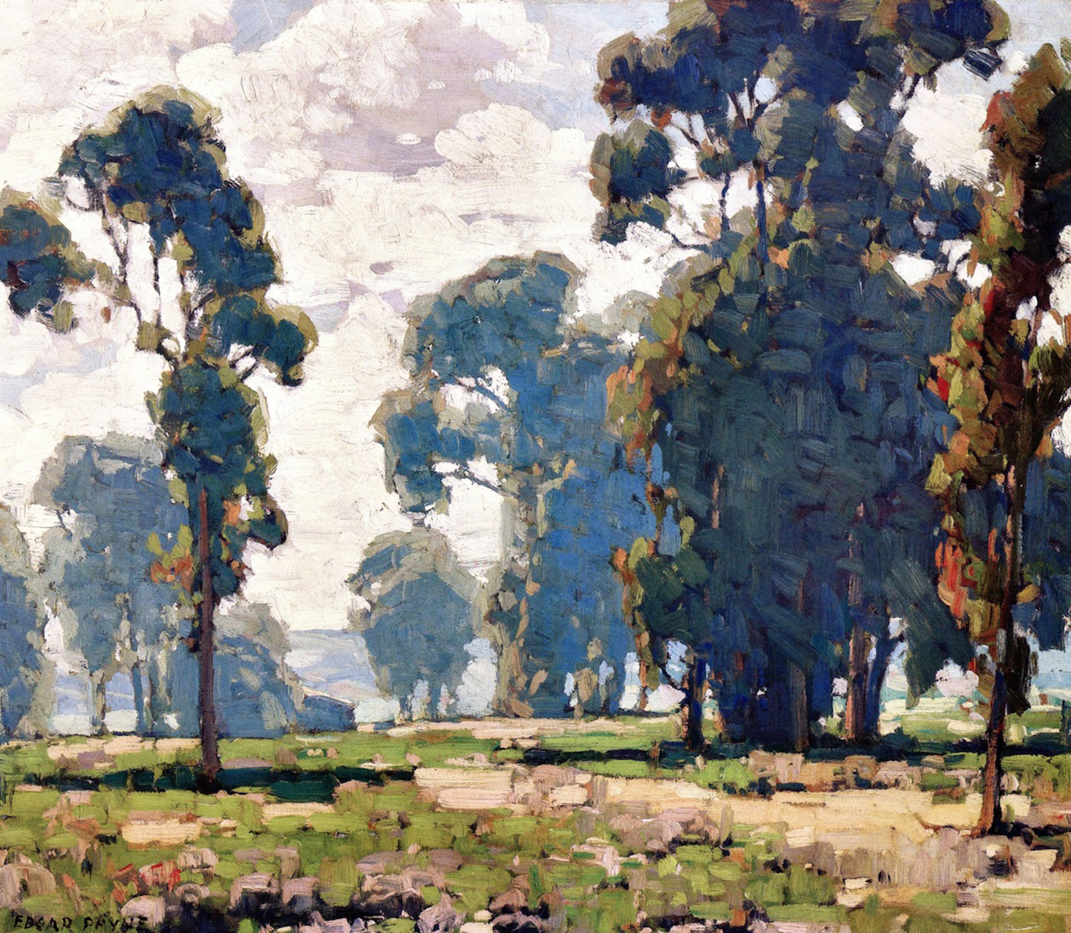 Eucalypti
