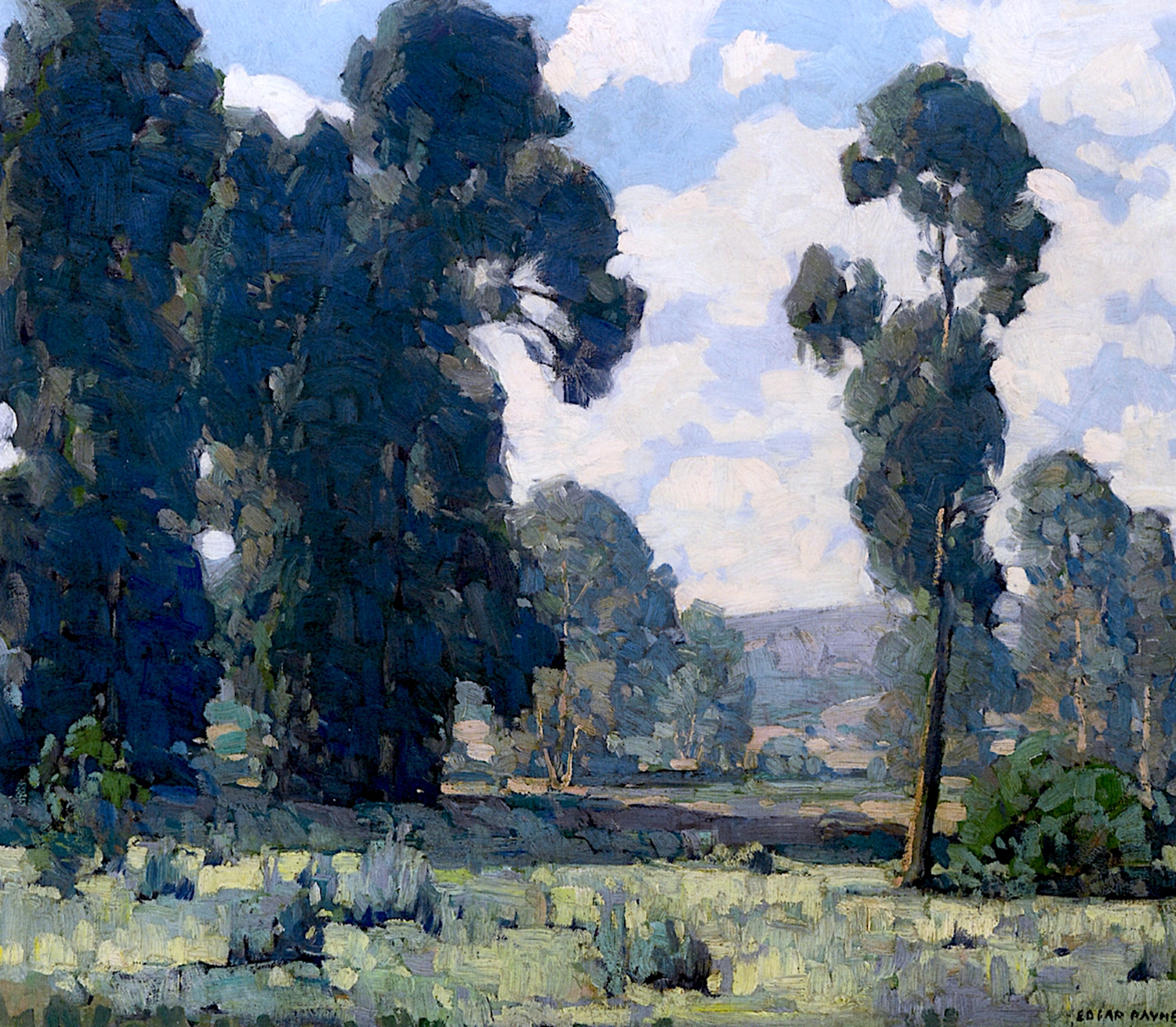 Eucalyptus Trees