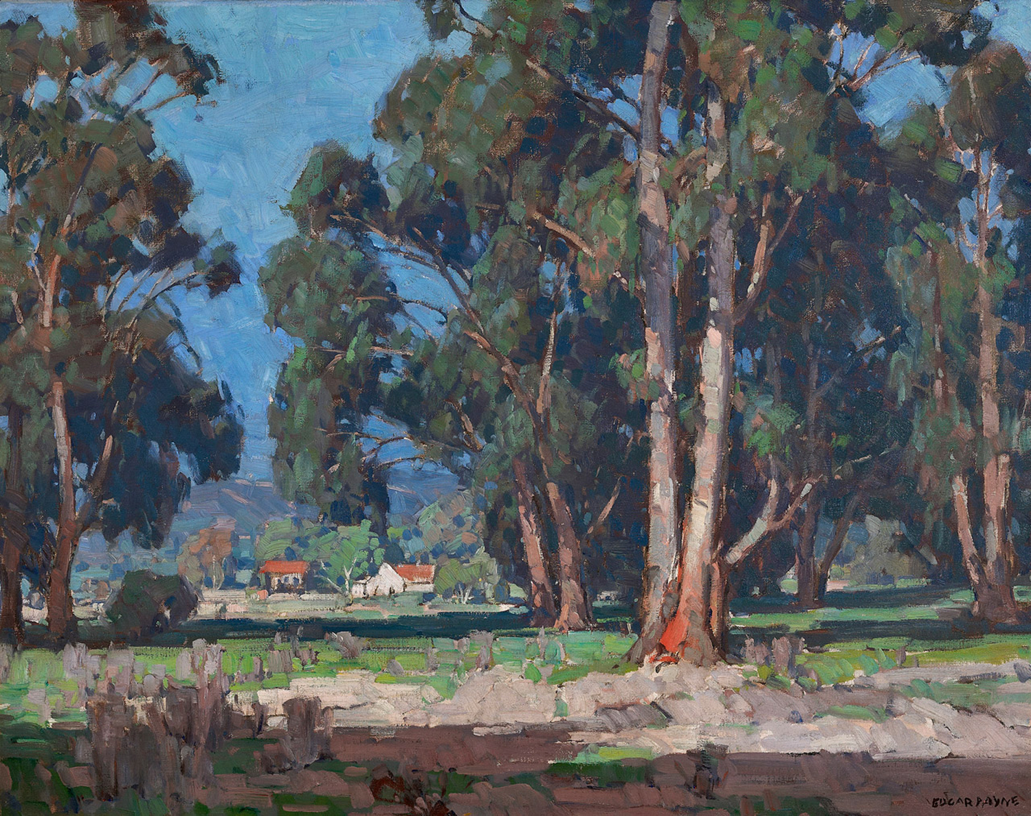 Eucalyptus Landscape