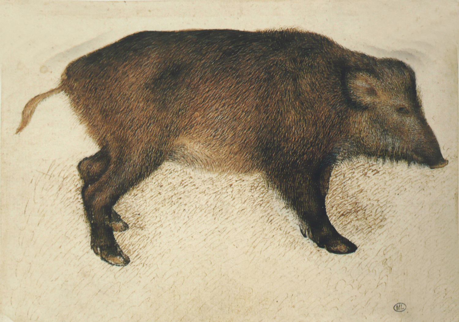 Wild Boar, c. 1434-42
