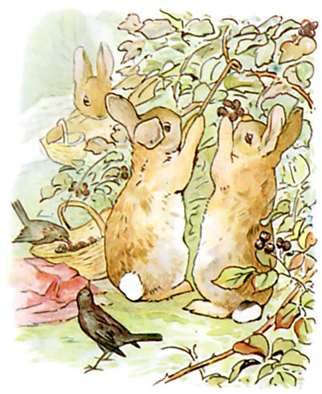 Illustration from children's book, The Tale of Peter Rabbit, 1902