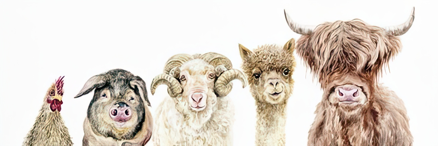 Farmyard Focus