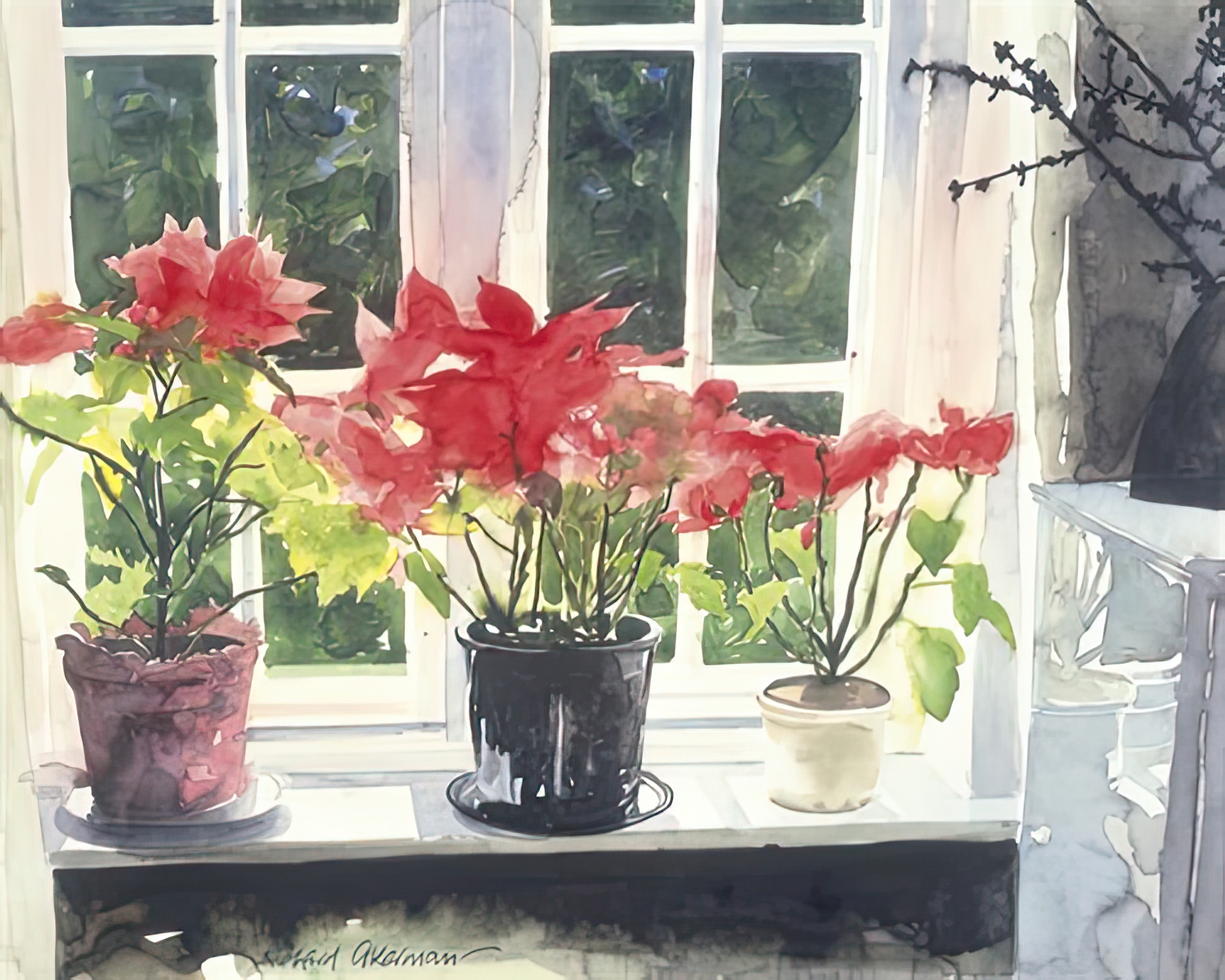 Poinsettias