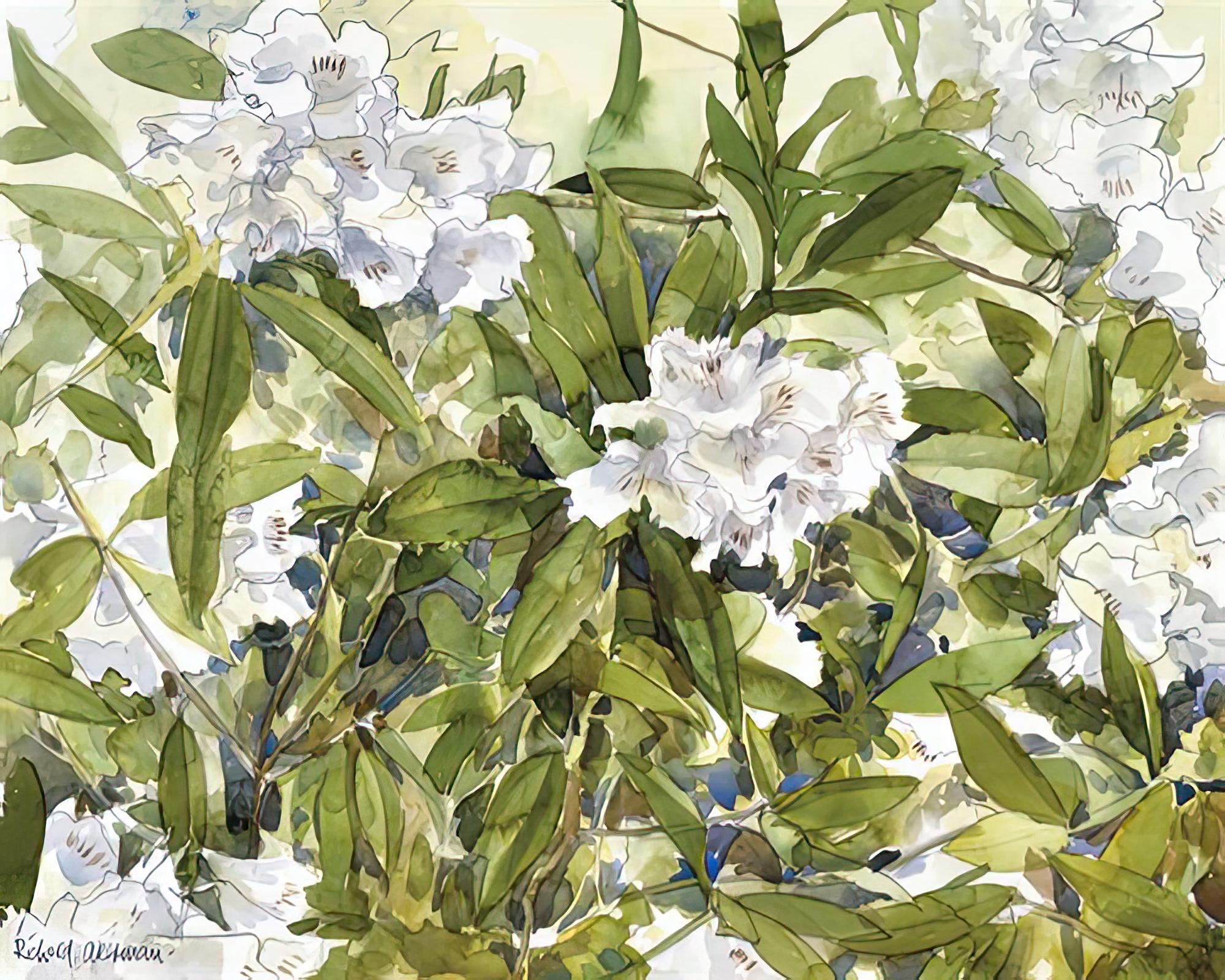 White Rhododendrons
