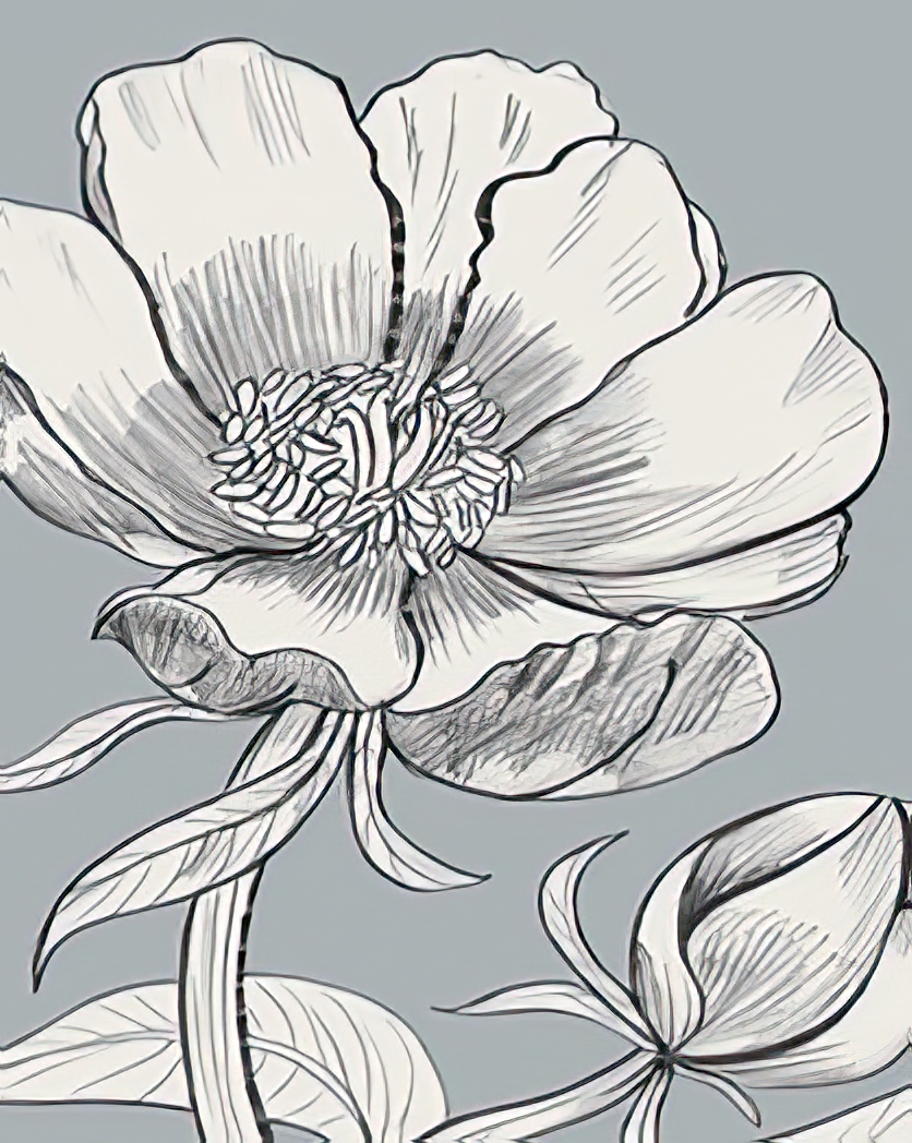 Linear Peony - Bud