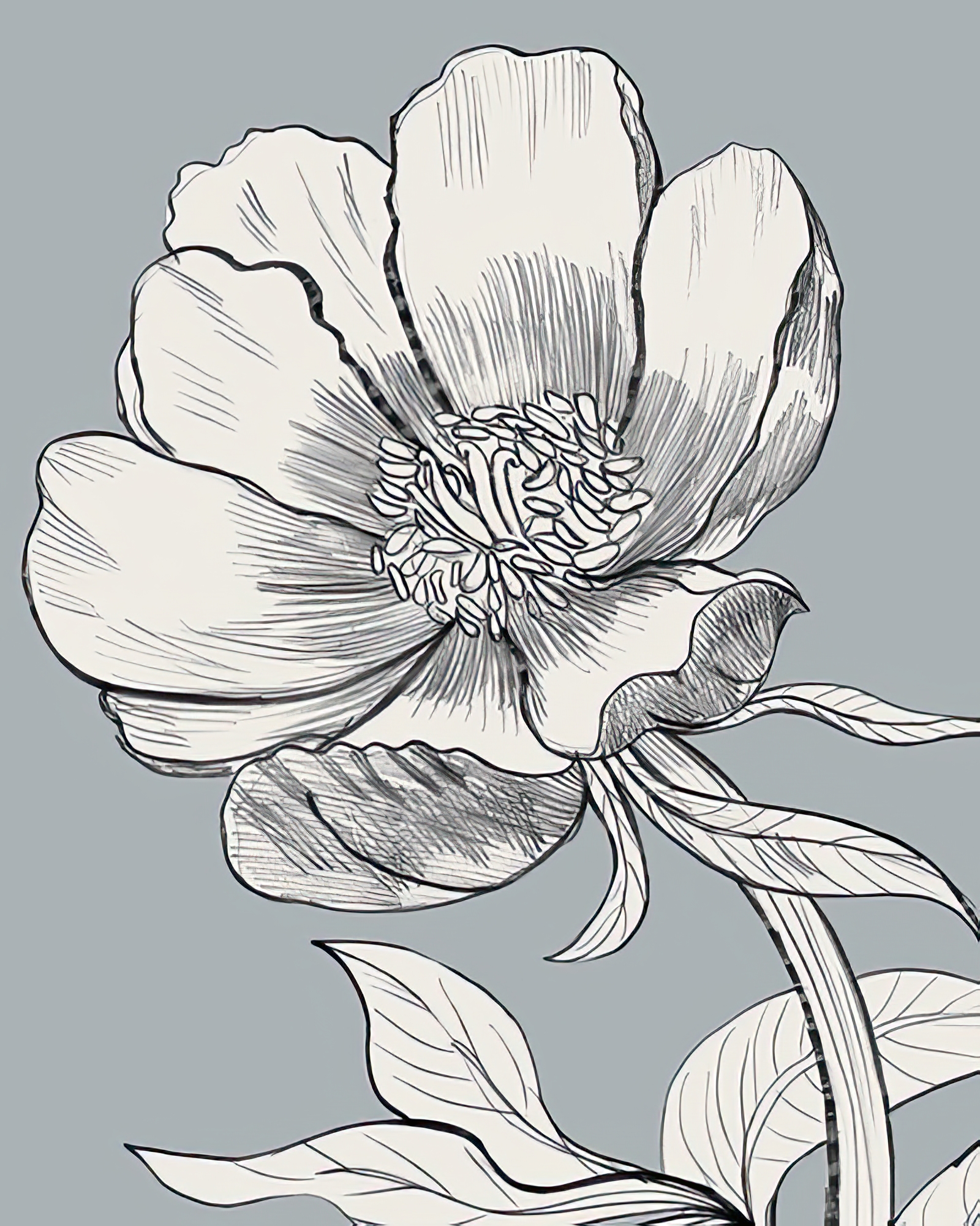 Linear Peony - Grow