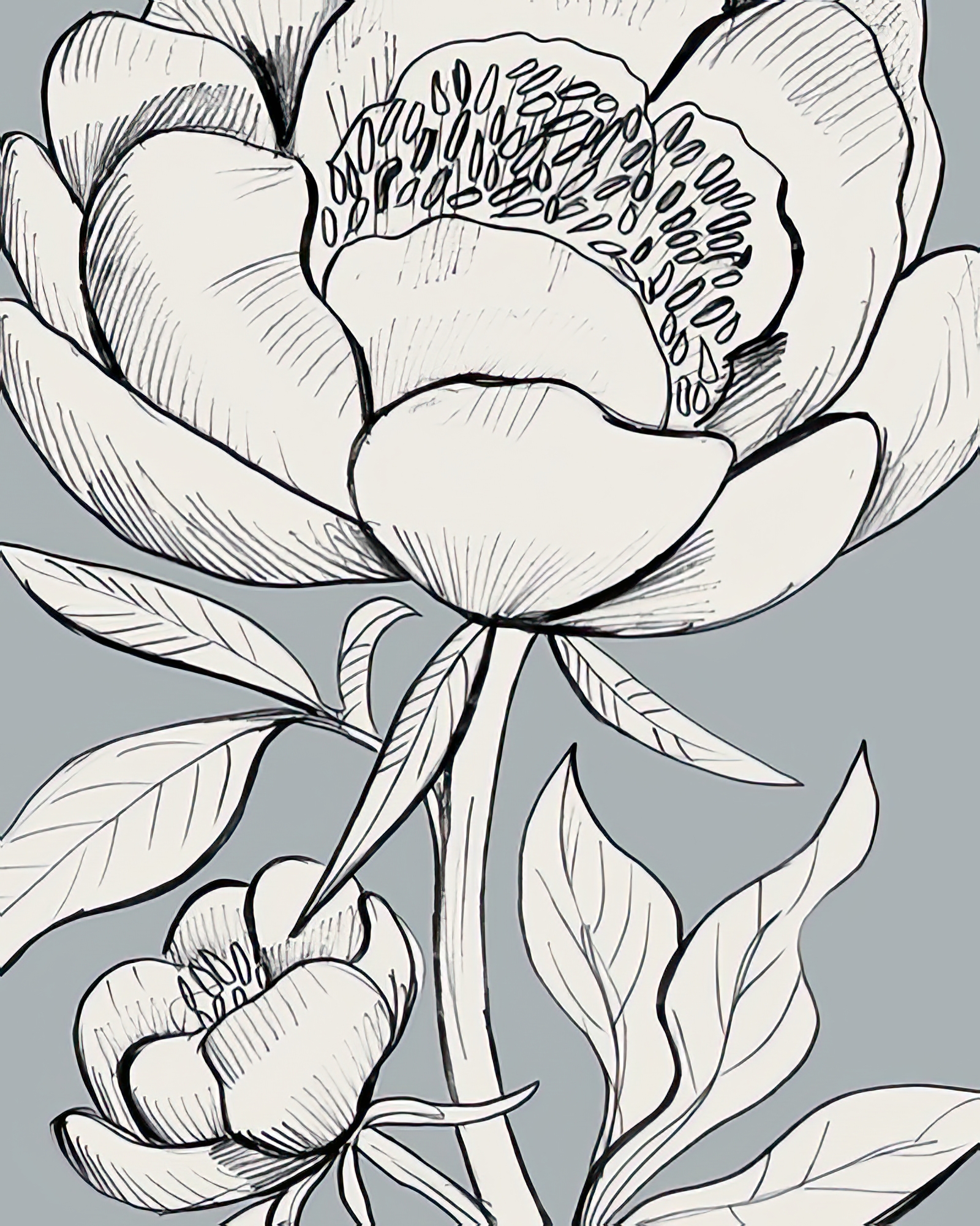 Linear Peony - Blossom