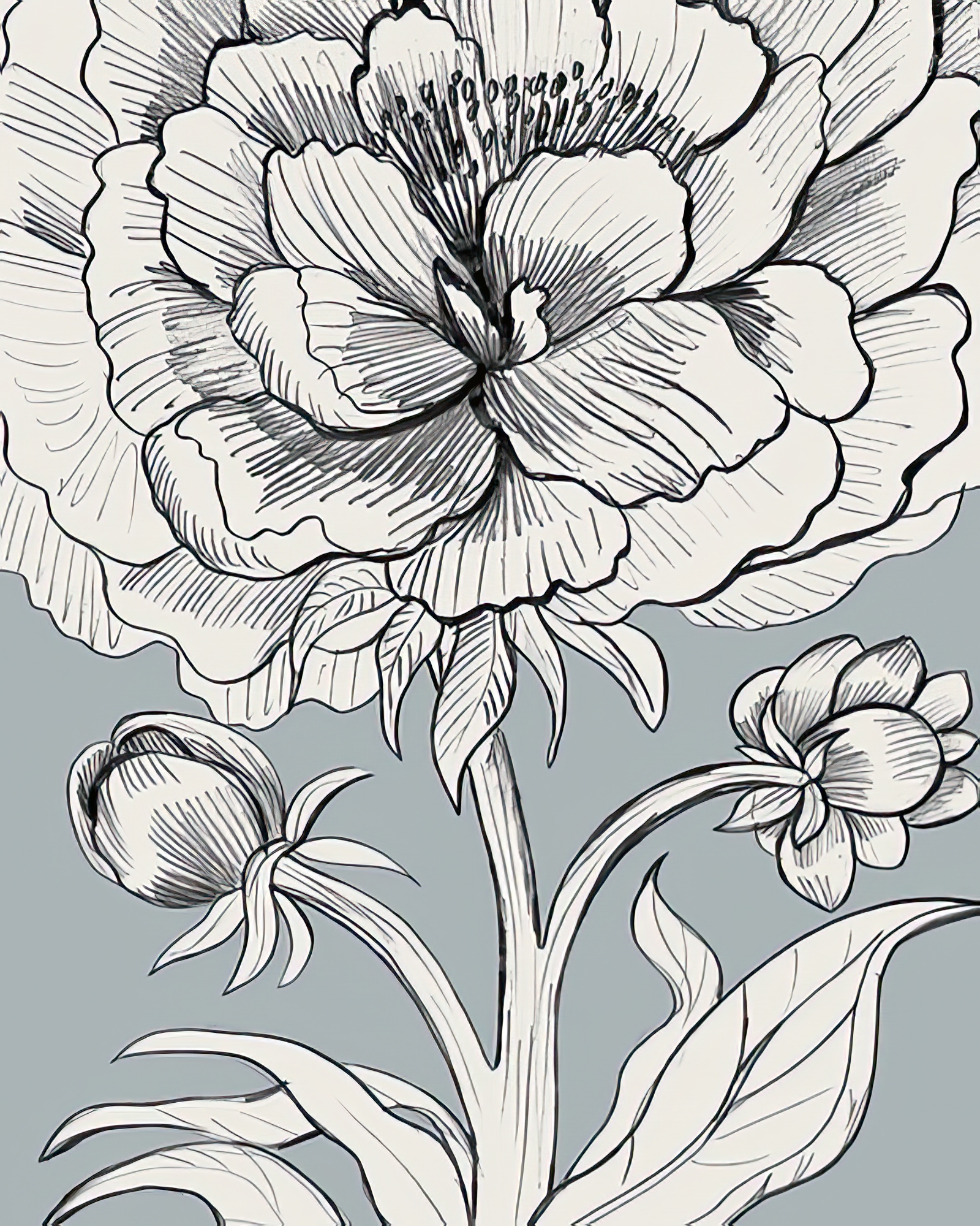 Linear Peony - Bloom