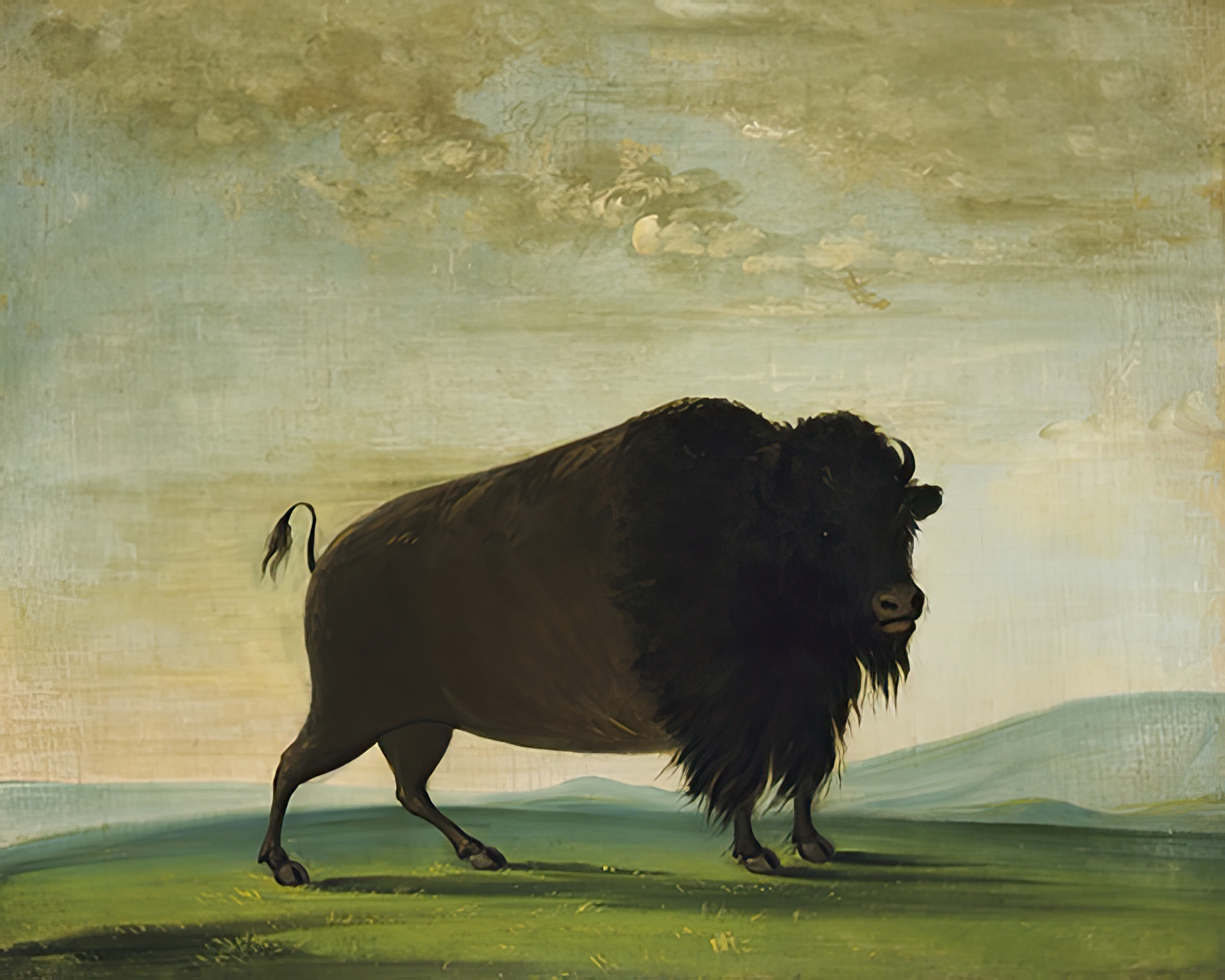 Buffalo Grazing on the Prairie
