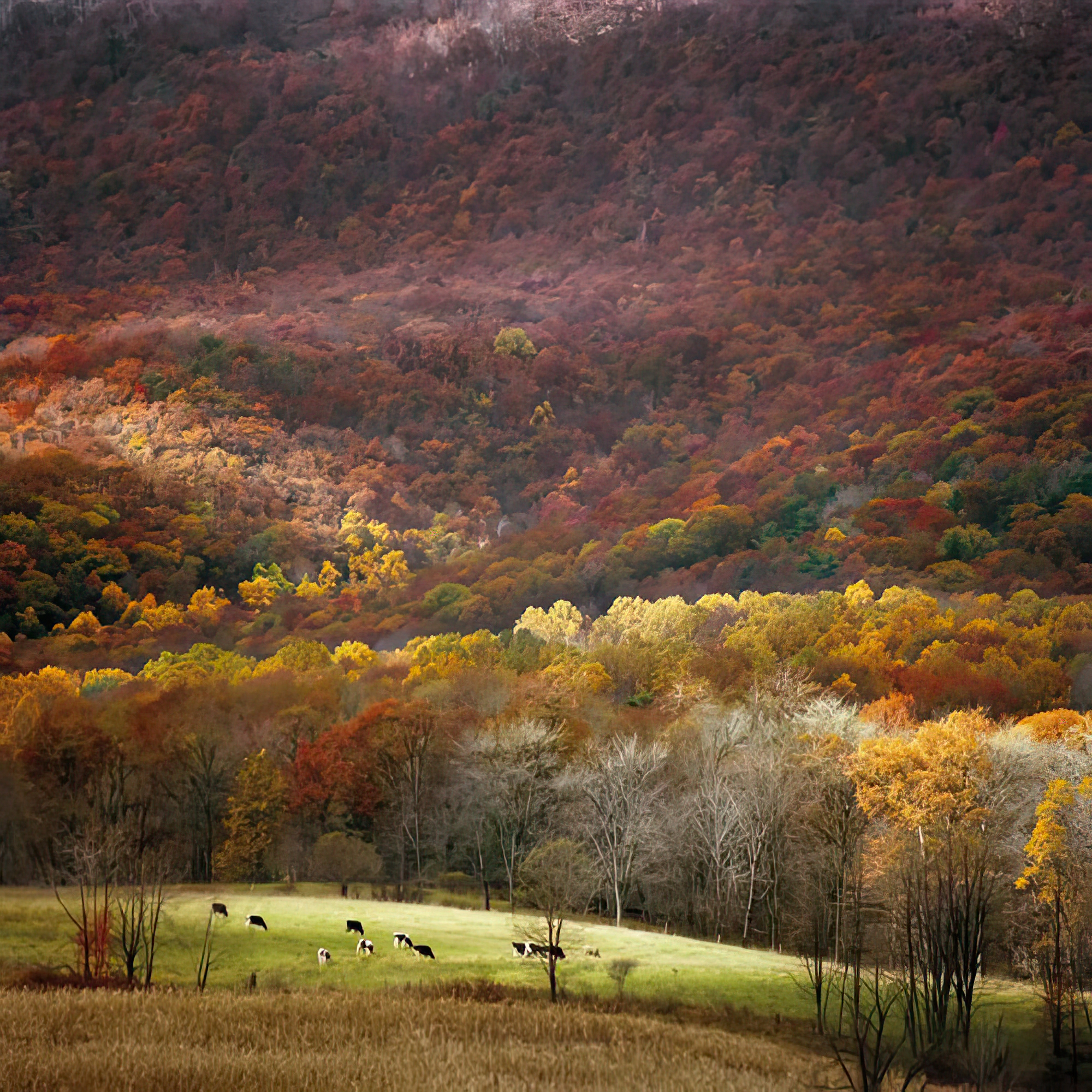 Homeland