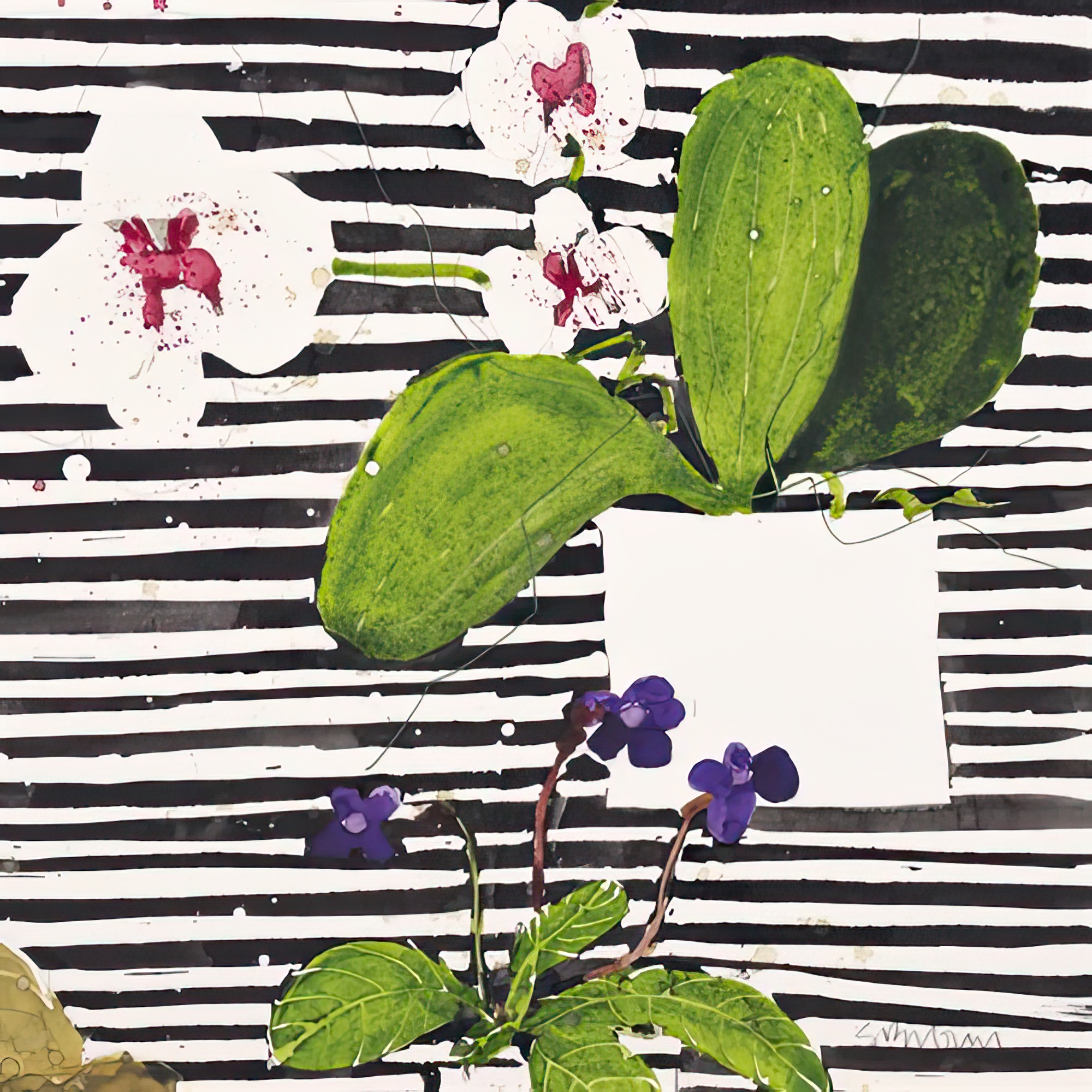 Hothouse Orchids II