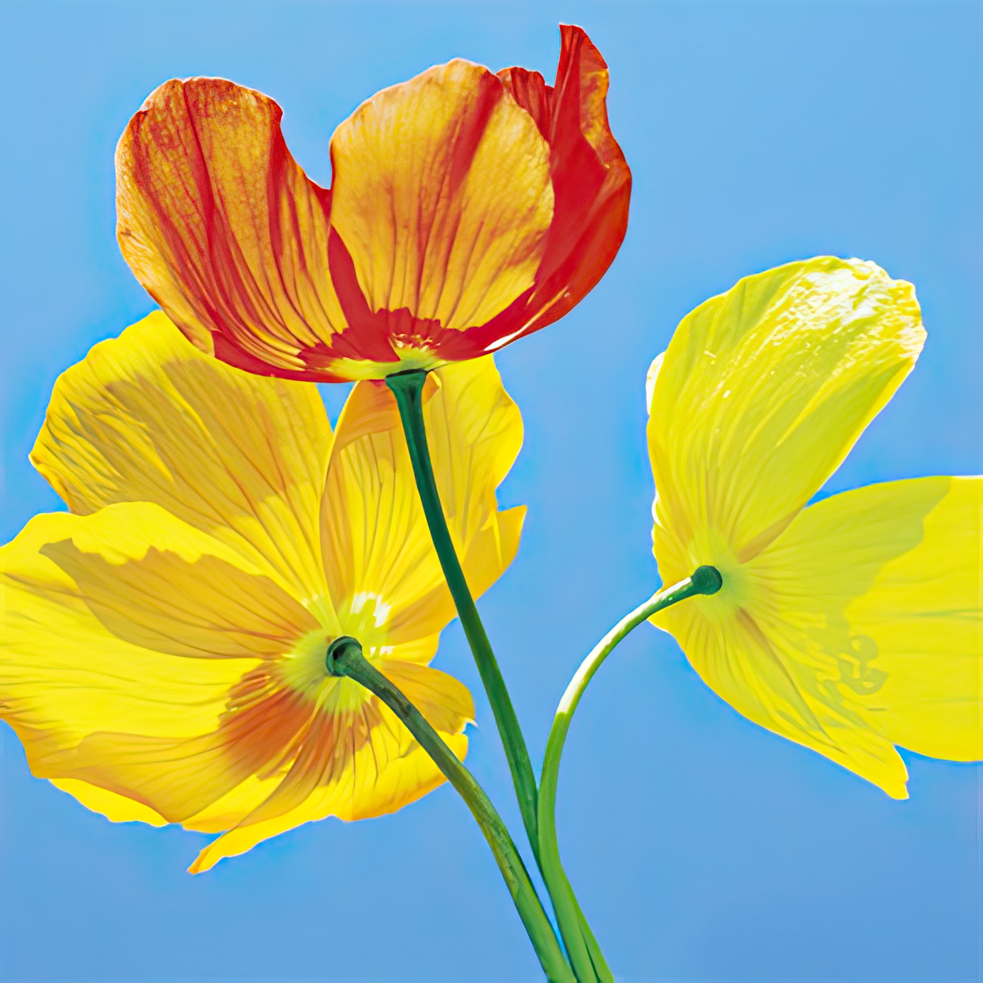 Poppies I