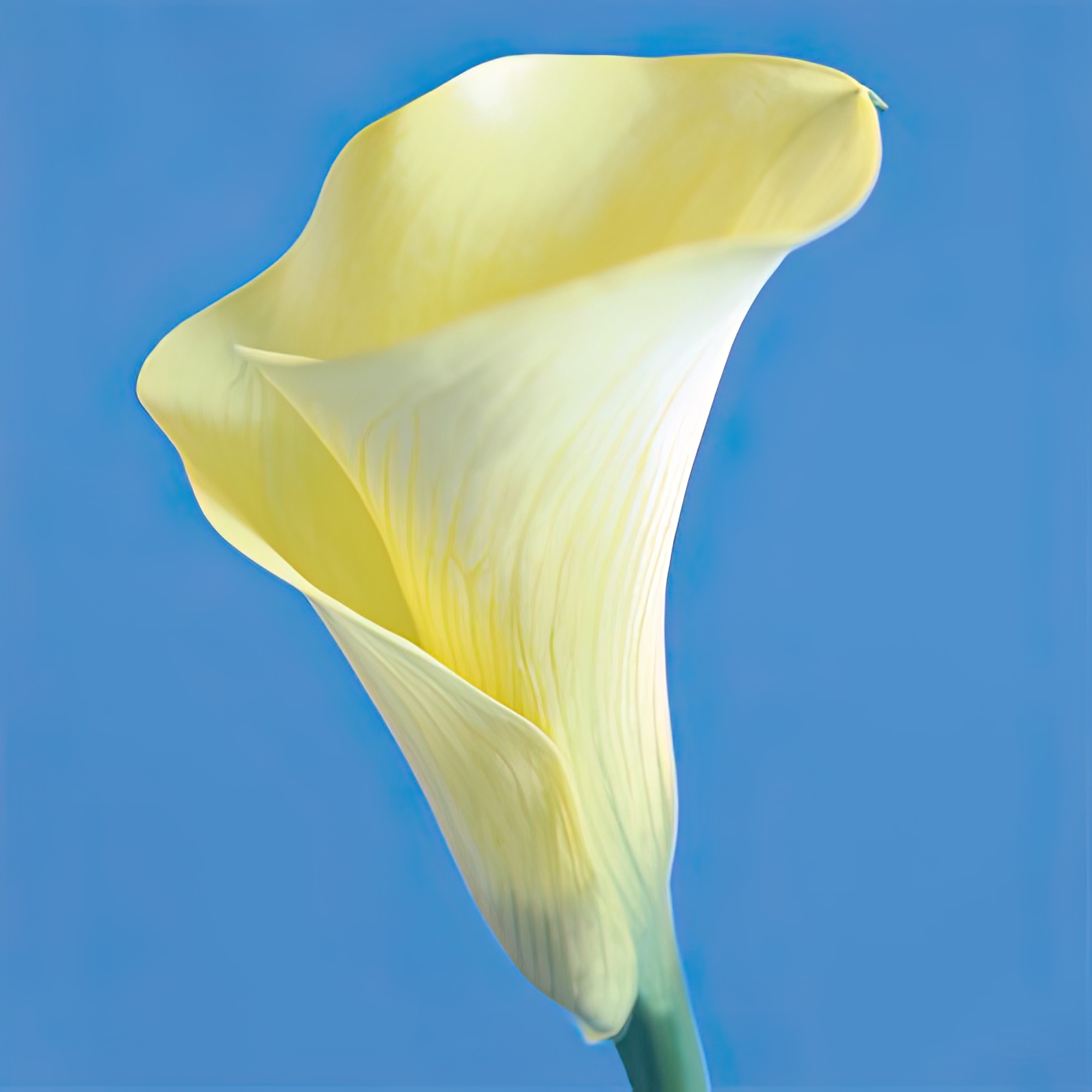 Lily Bloom VI