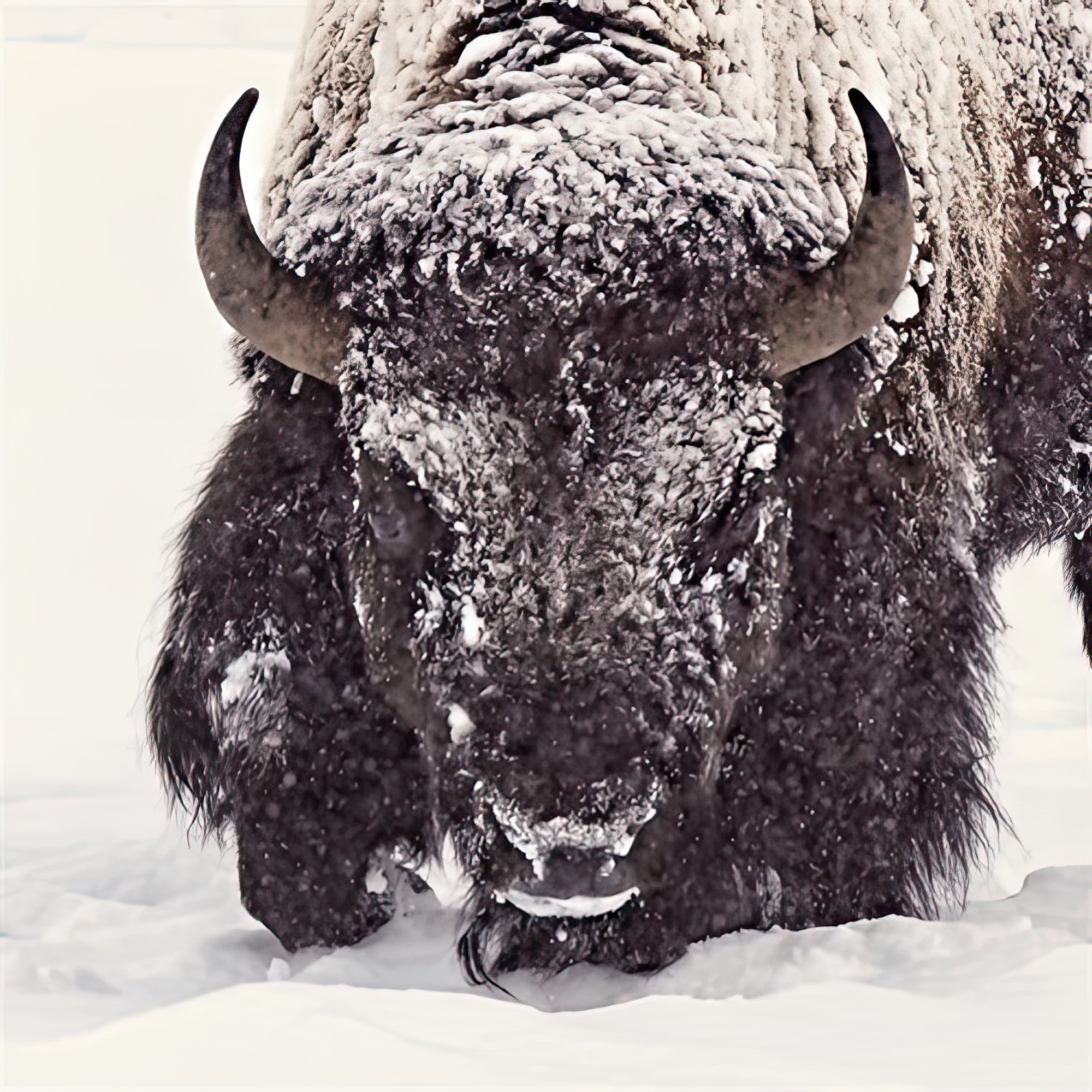 Fortitude