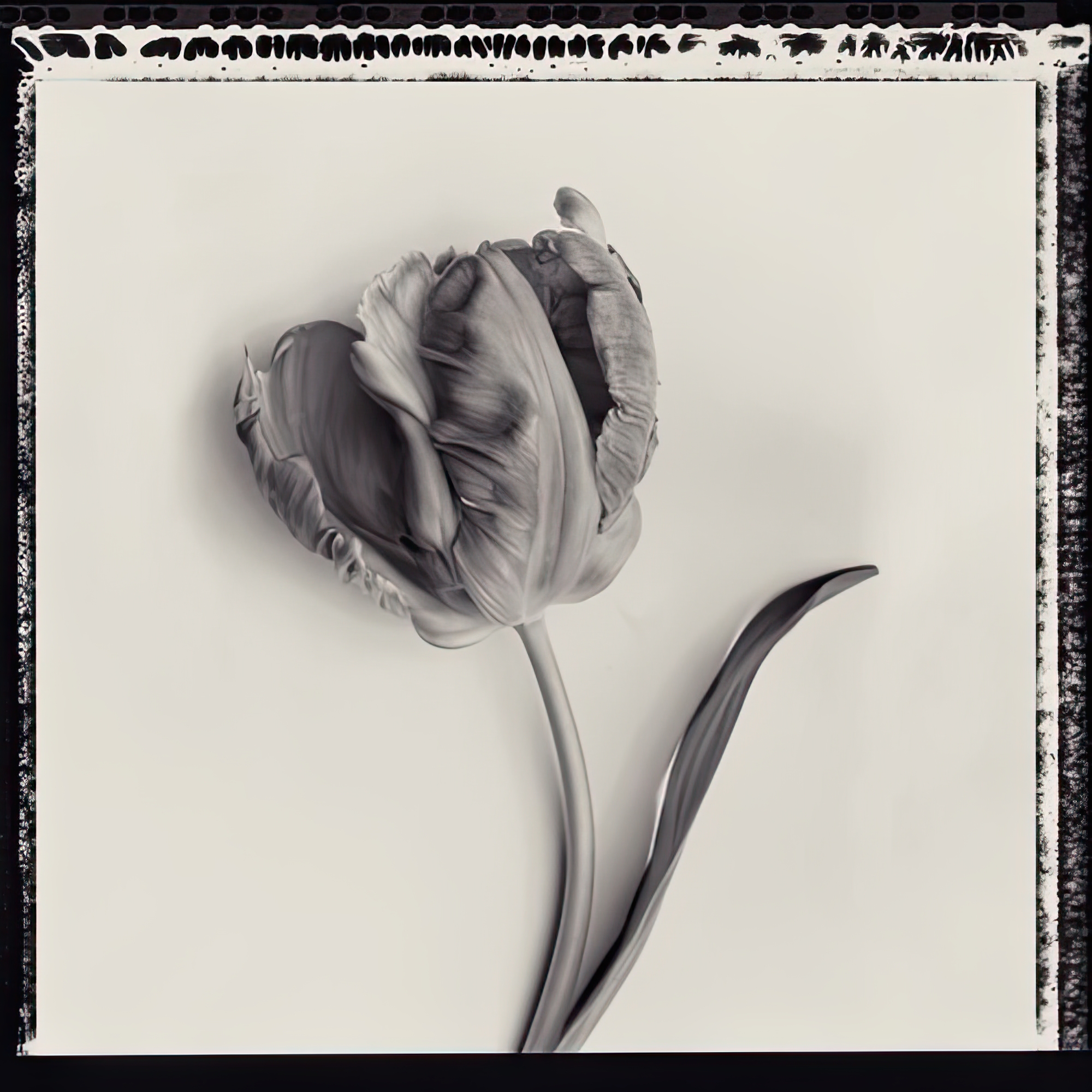 Tulipano Botanica III