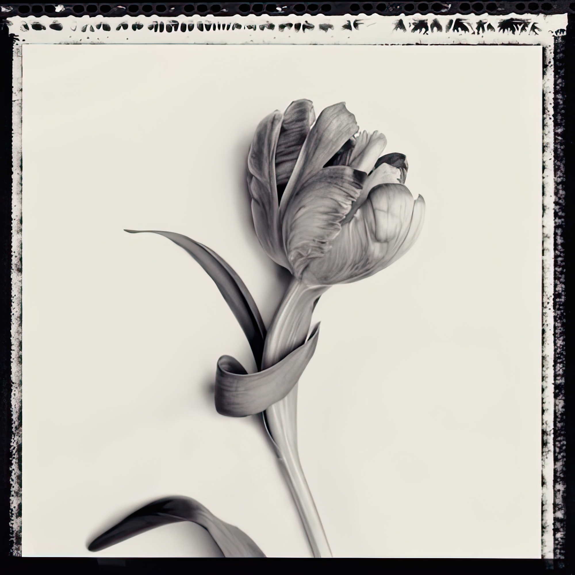 Tulipano Botanica IV
