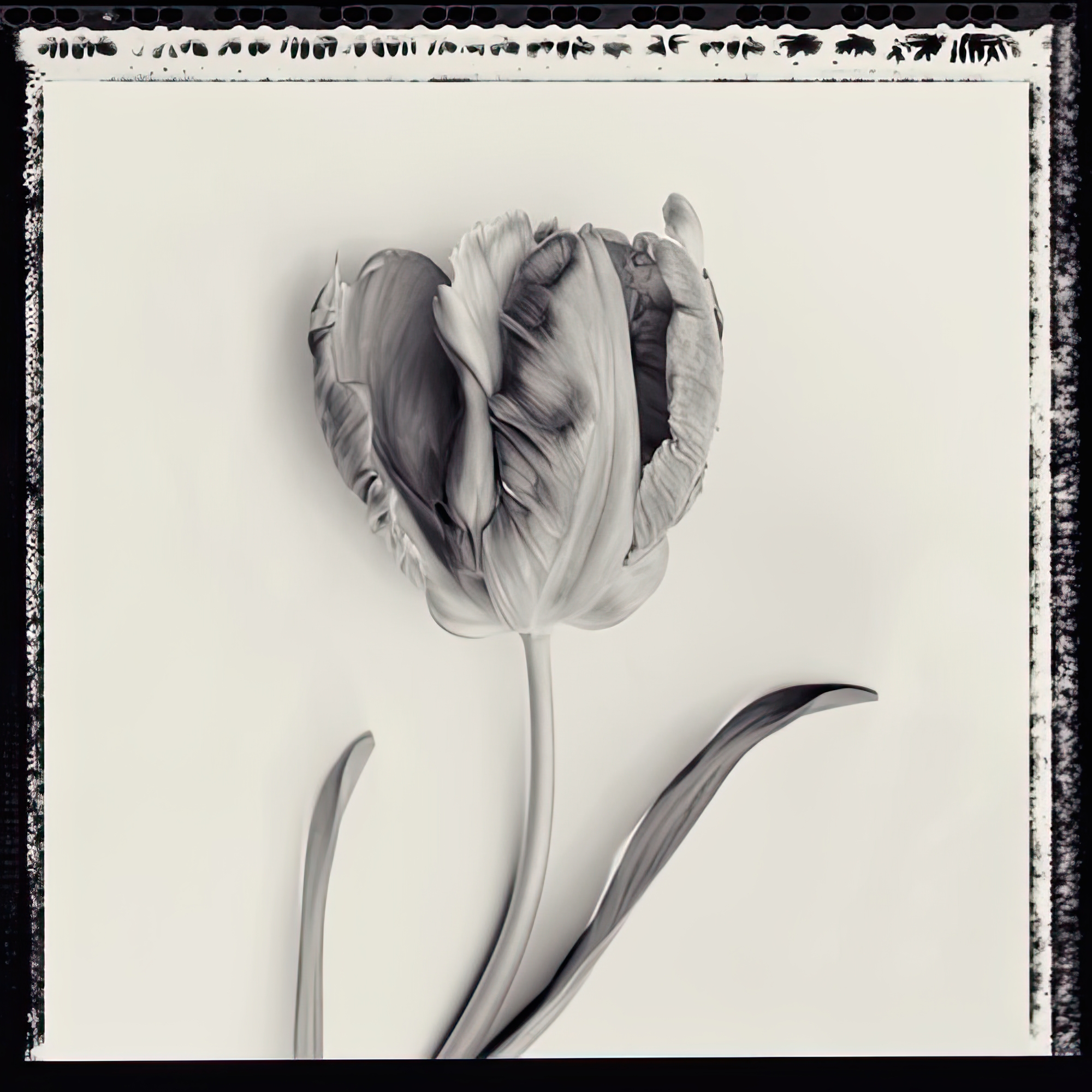 Tulipano Botanica V