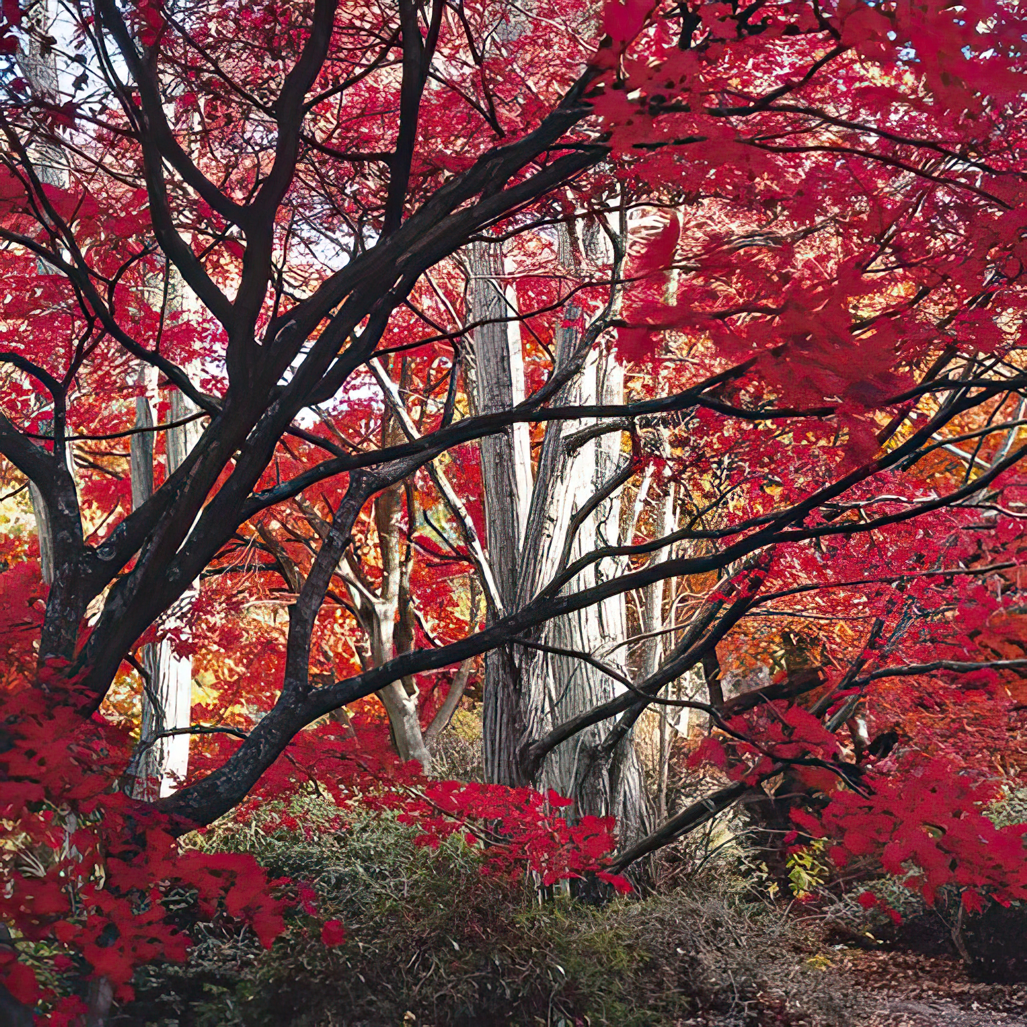 Autumnal Colors I