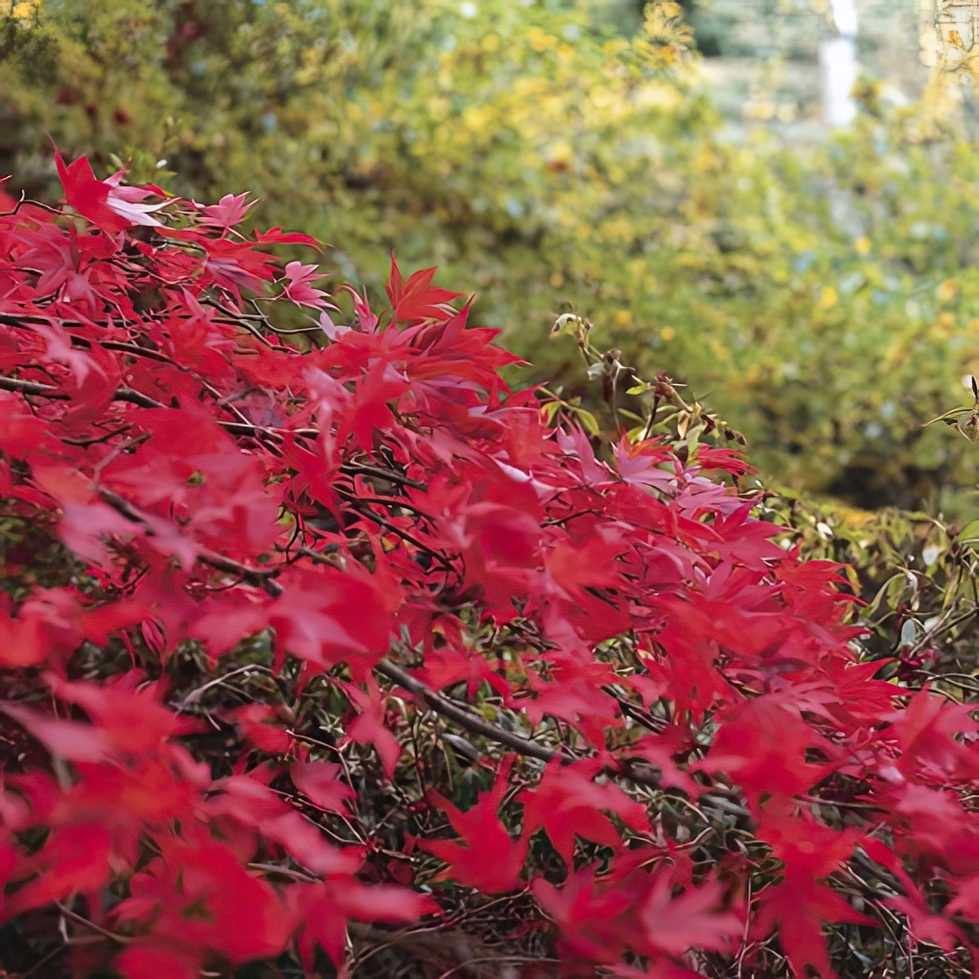 Autumnal Colors II