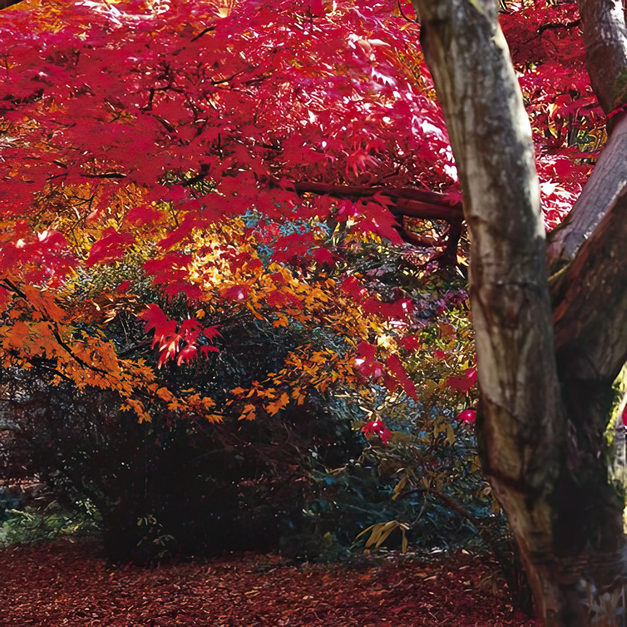 Autumnal Colors III