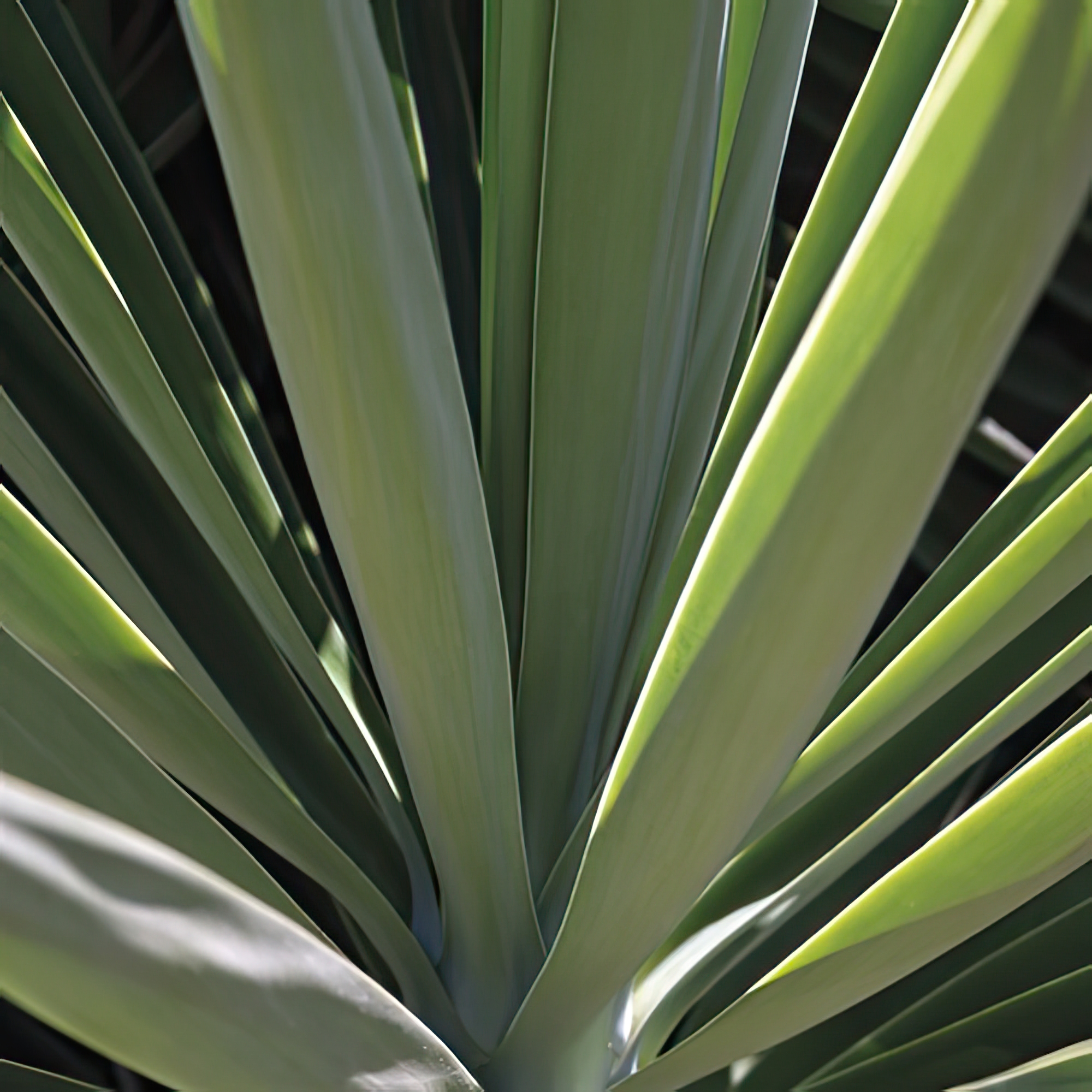 Botanicals VIII