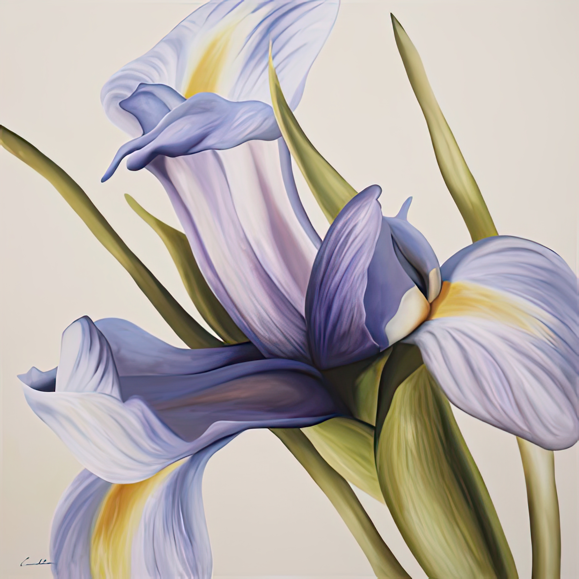 Iris Wind