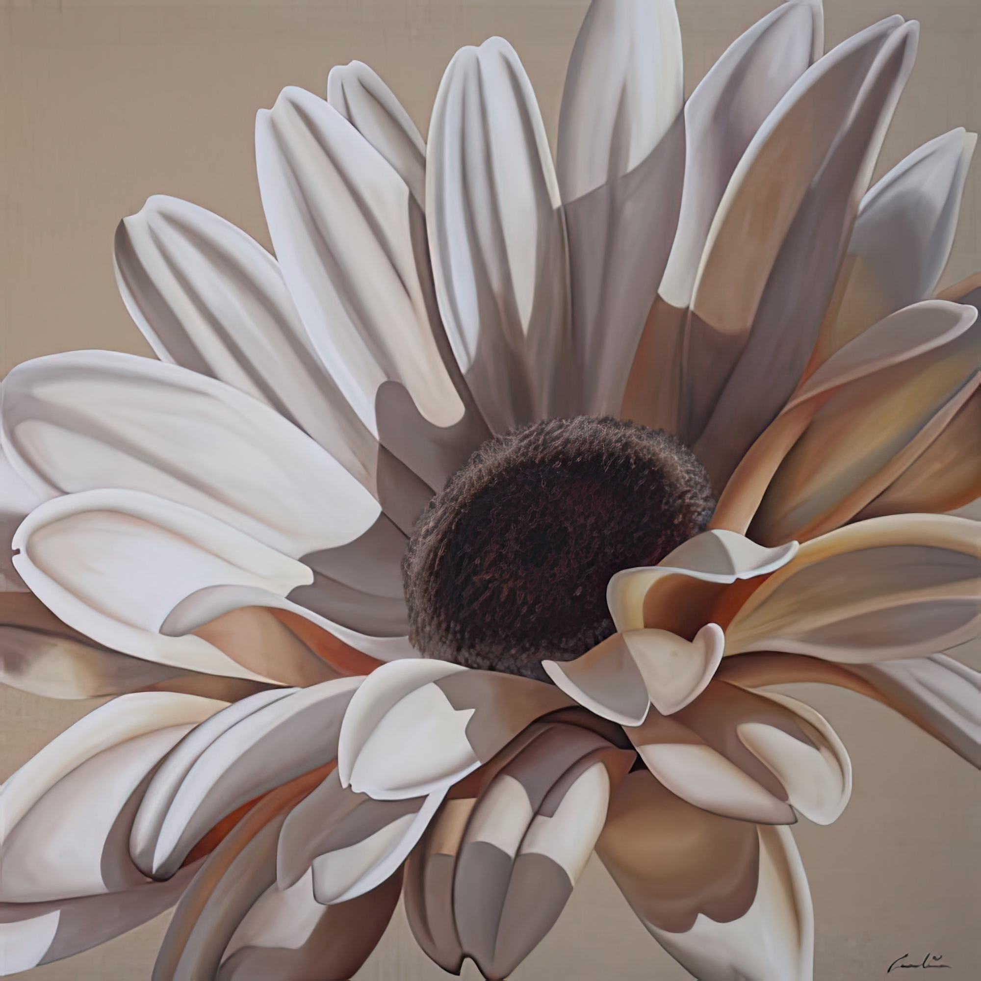 White Gerbera