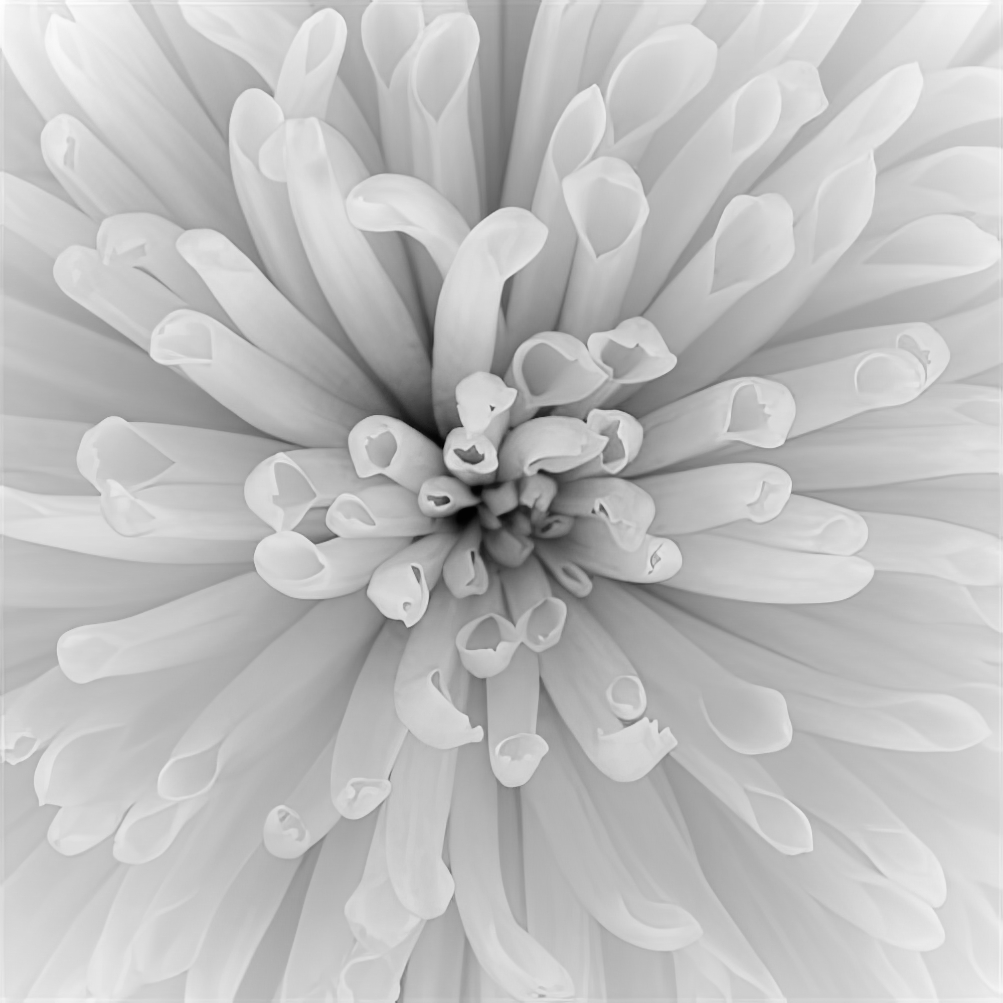 Chrysanthemum Centre
