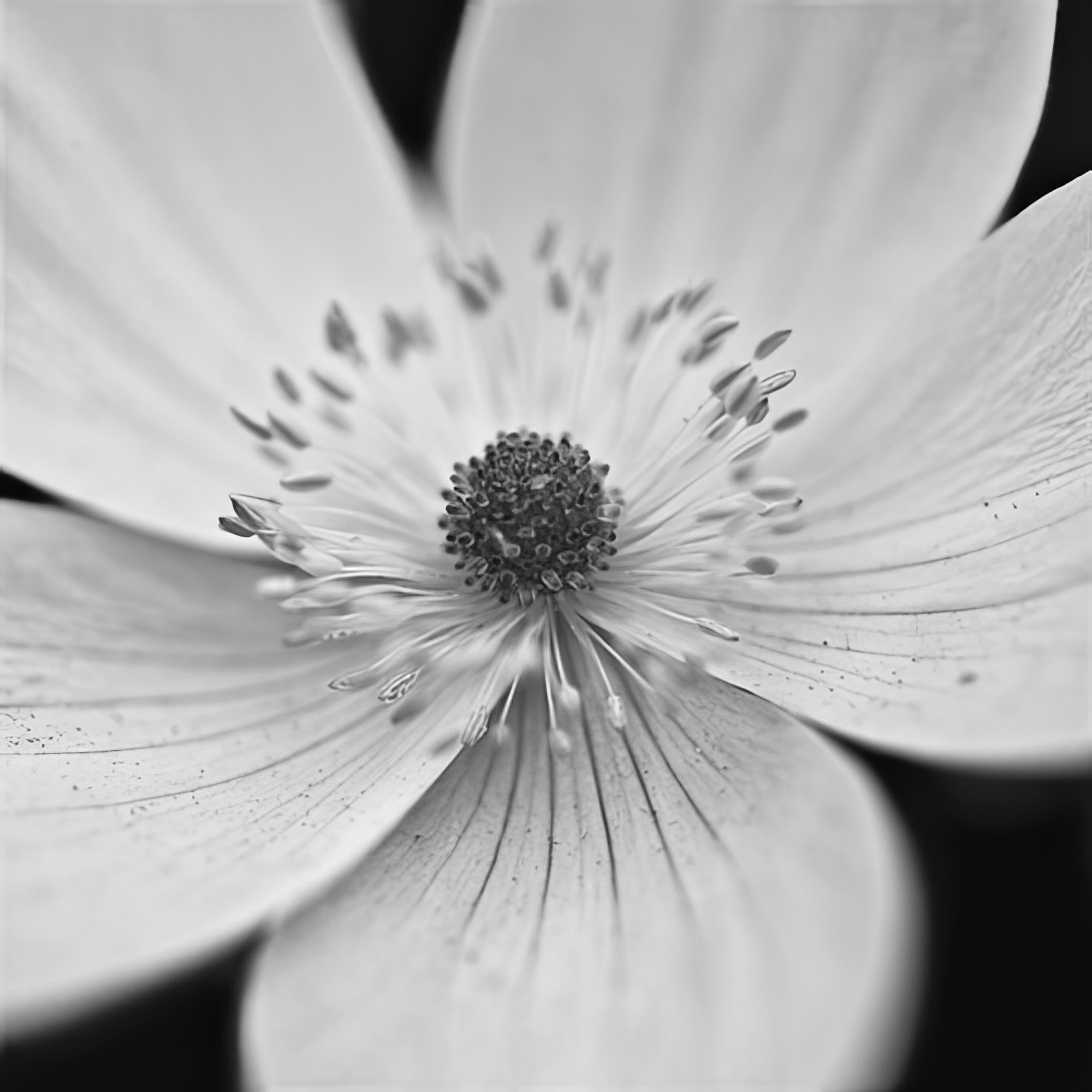 Anemone Centre