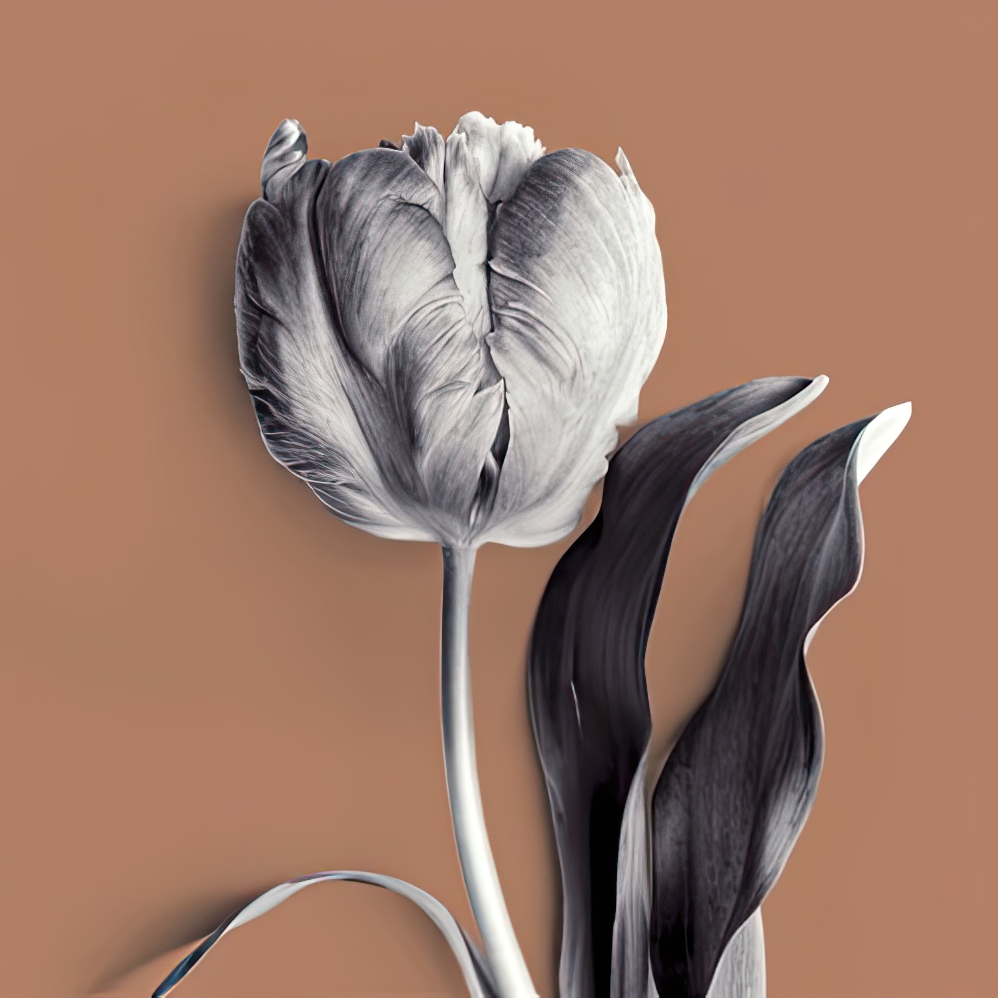 Tulipano Almond