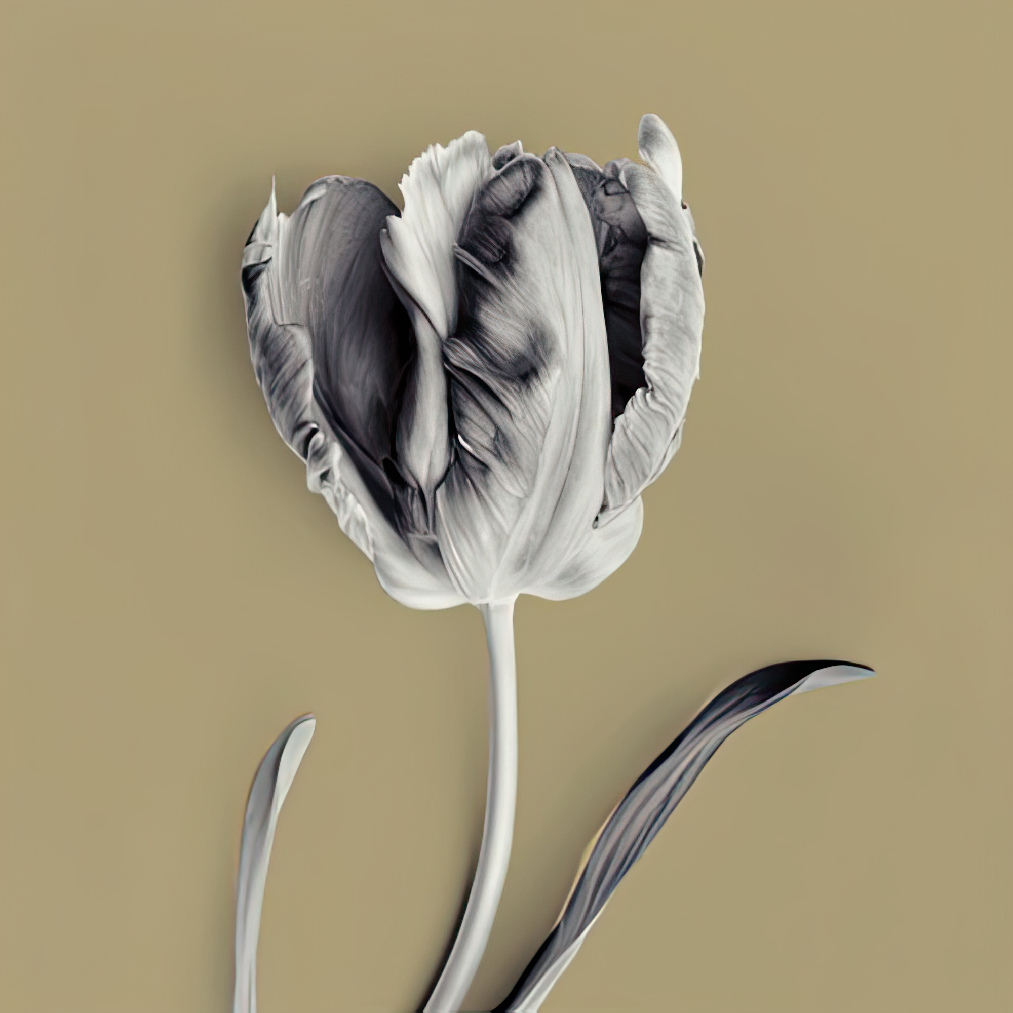 Tulipano Olive