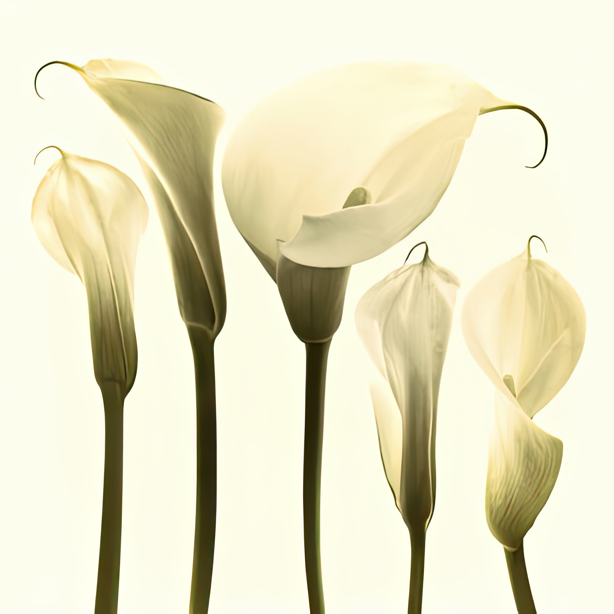 Lily Cluster
