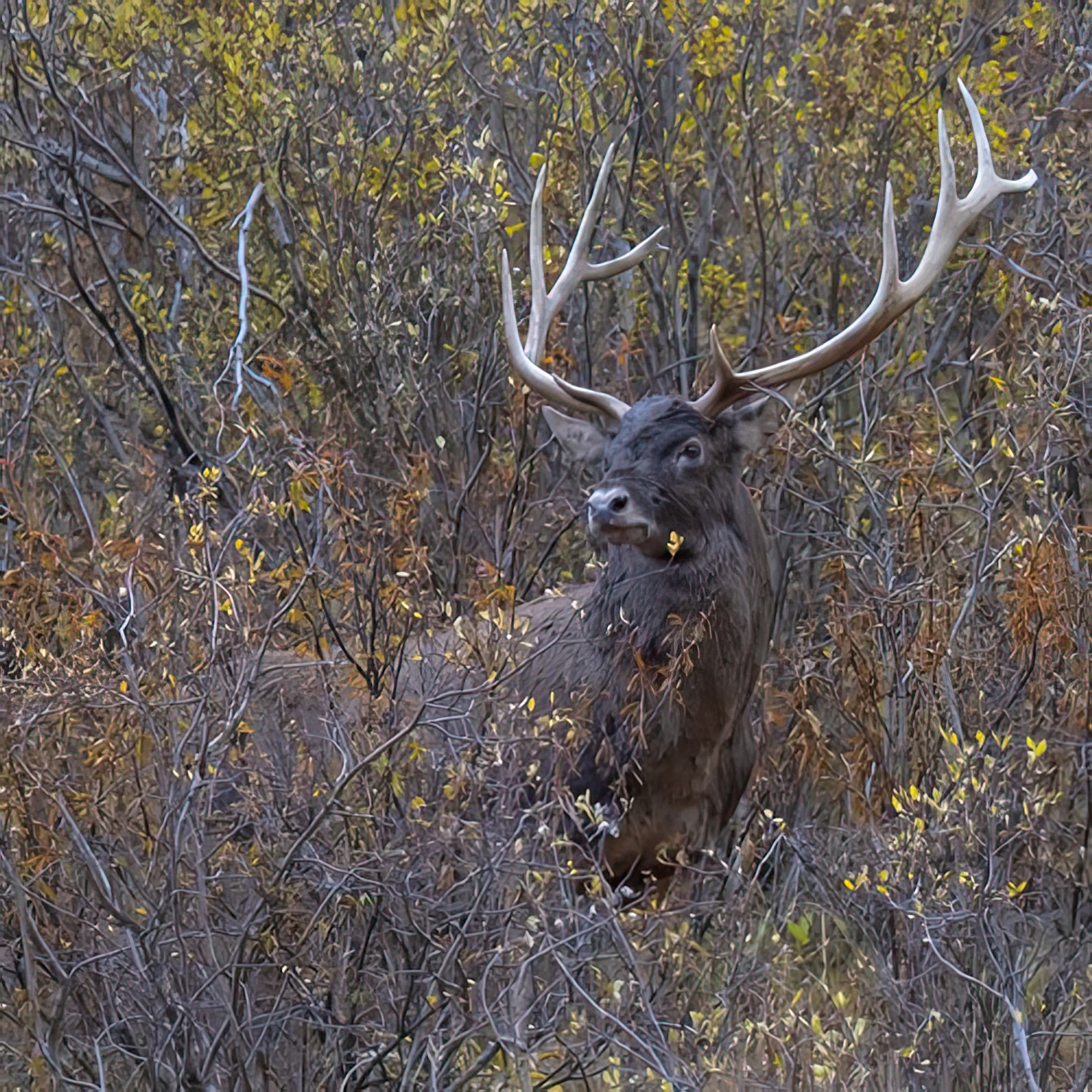 Wilderness Stag