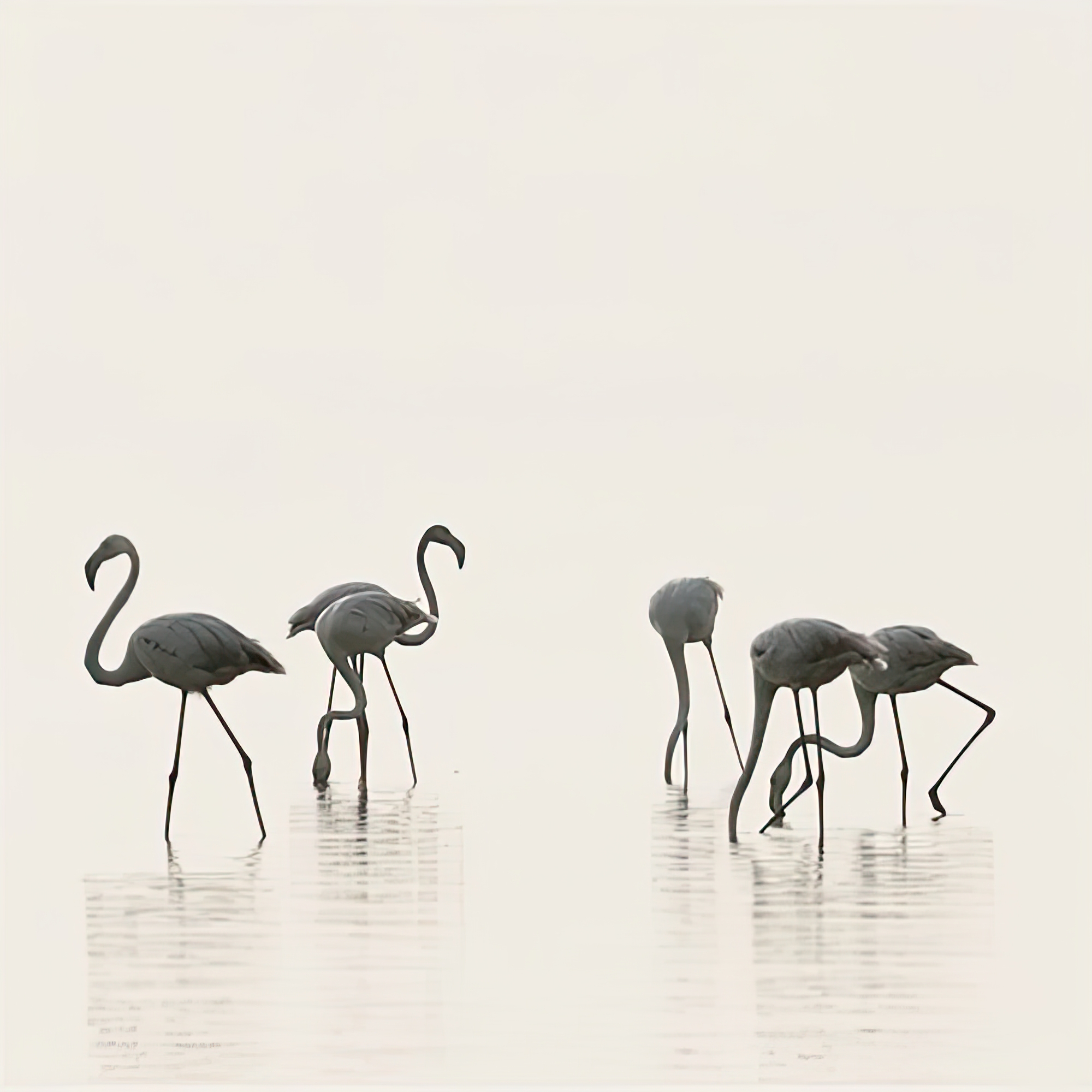 Flamingo Community III