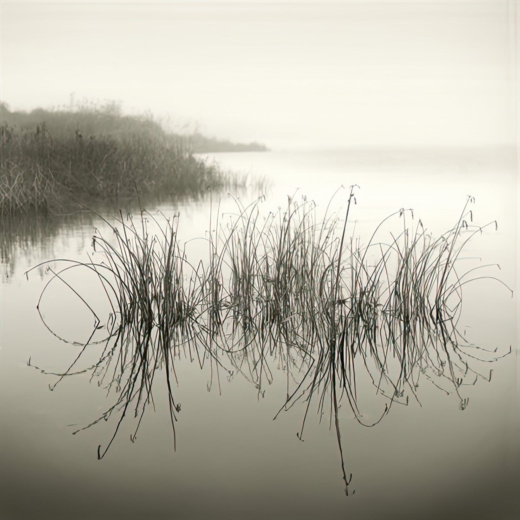 Reeds